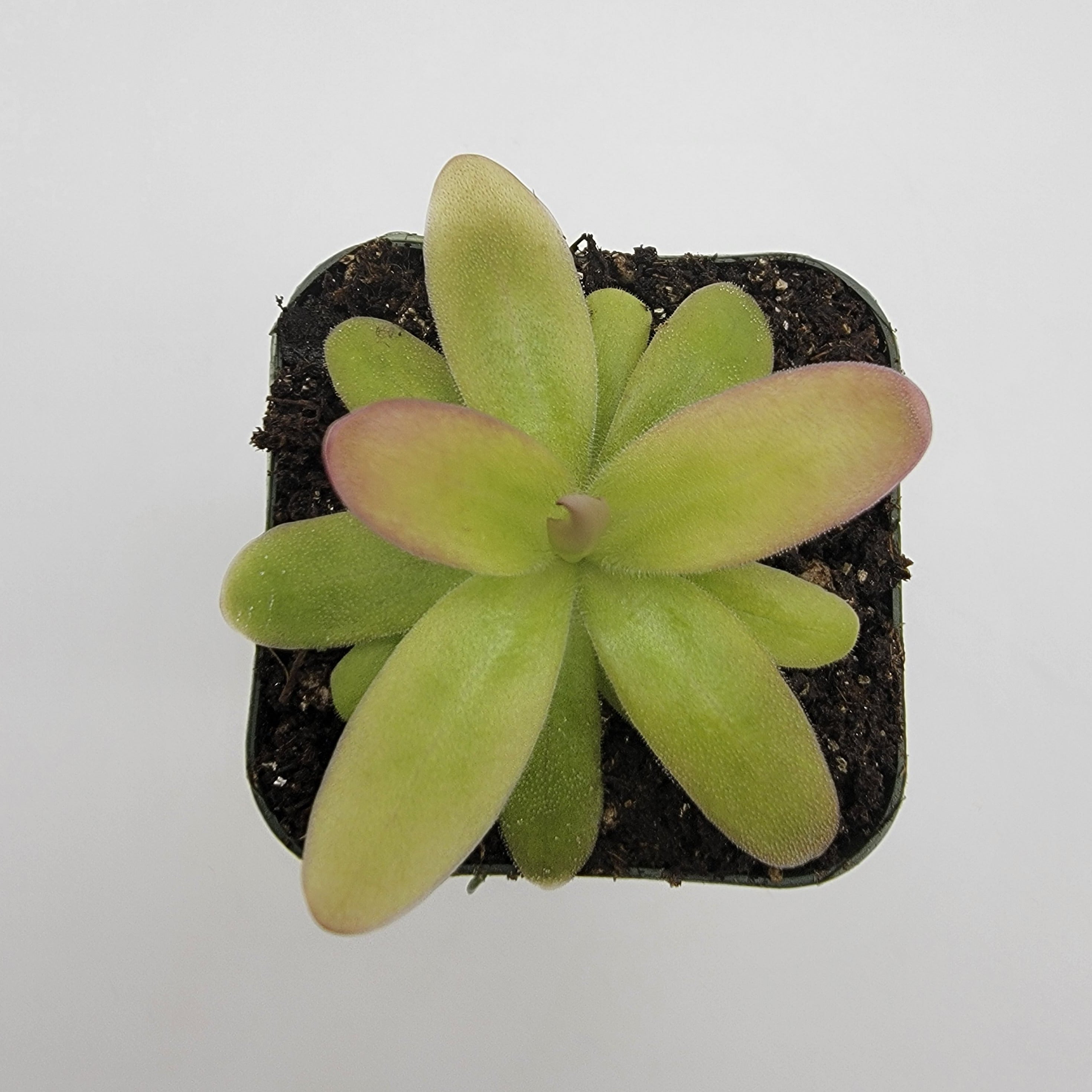 Pinguicula moranensis var. roseii -Butterworts -Rainbow Carnivorous Plants LLC