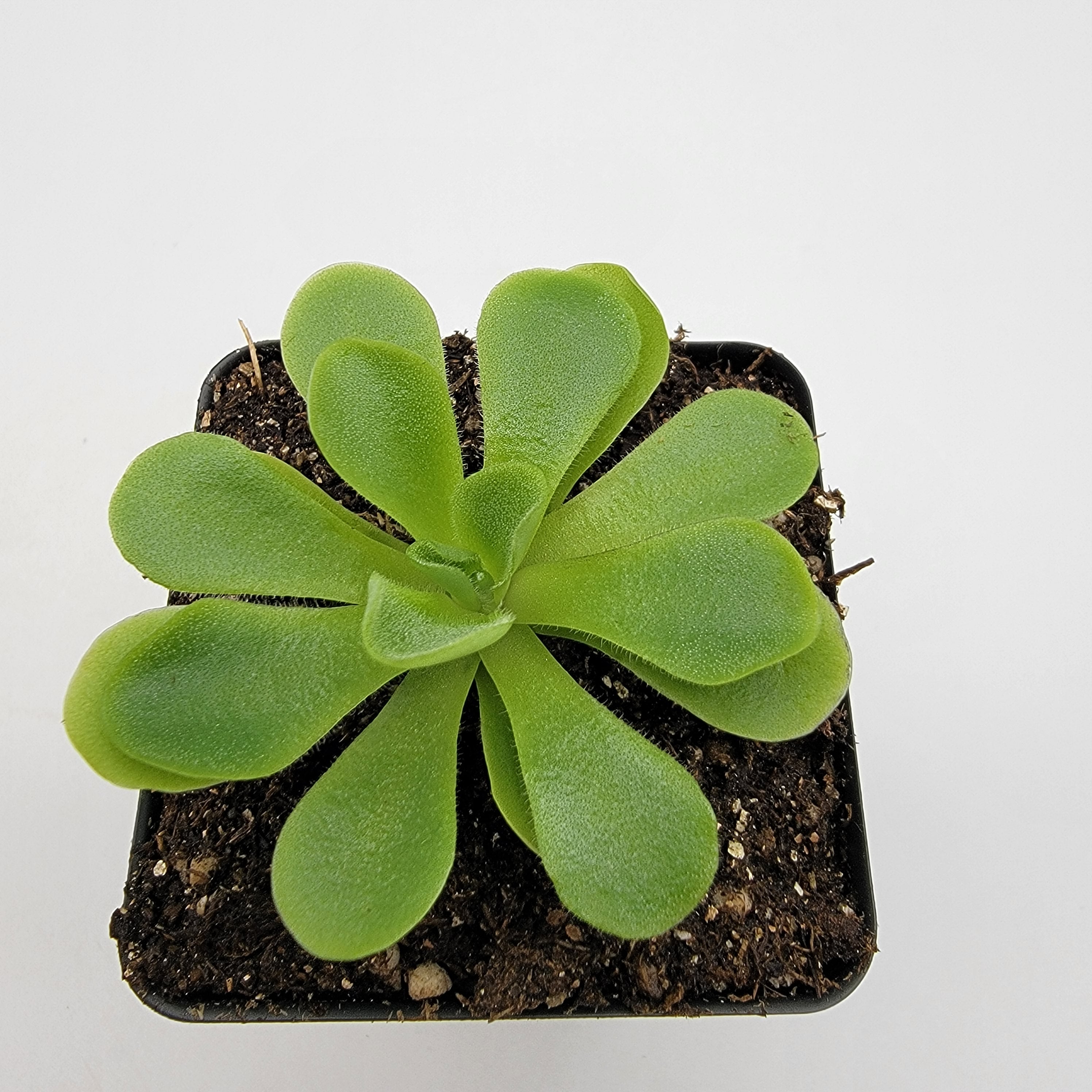 Pinguicula pilosa -Butterworts -Rainbow Carnivorous Plants LLC