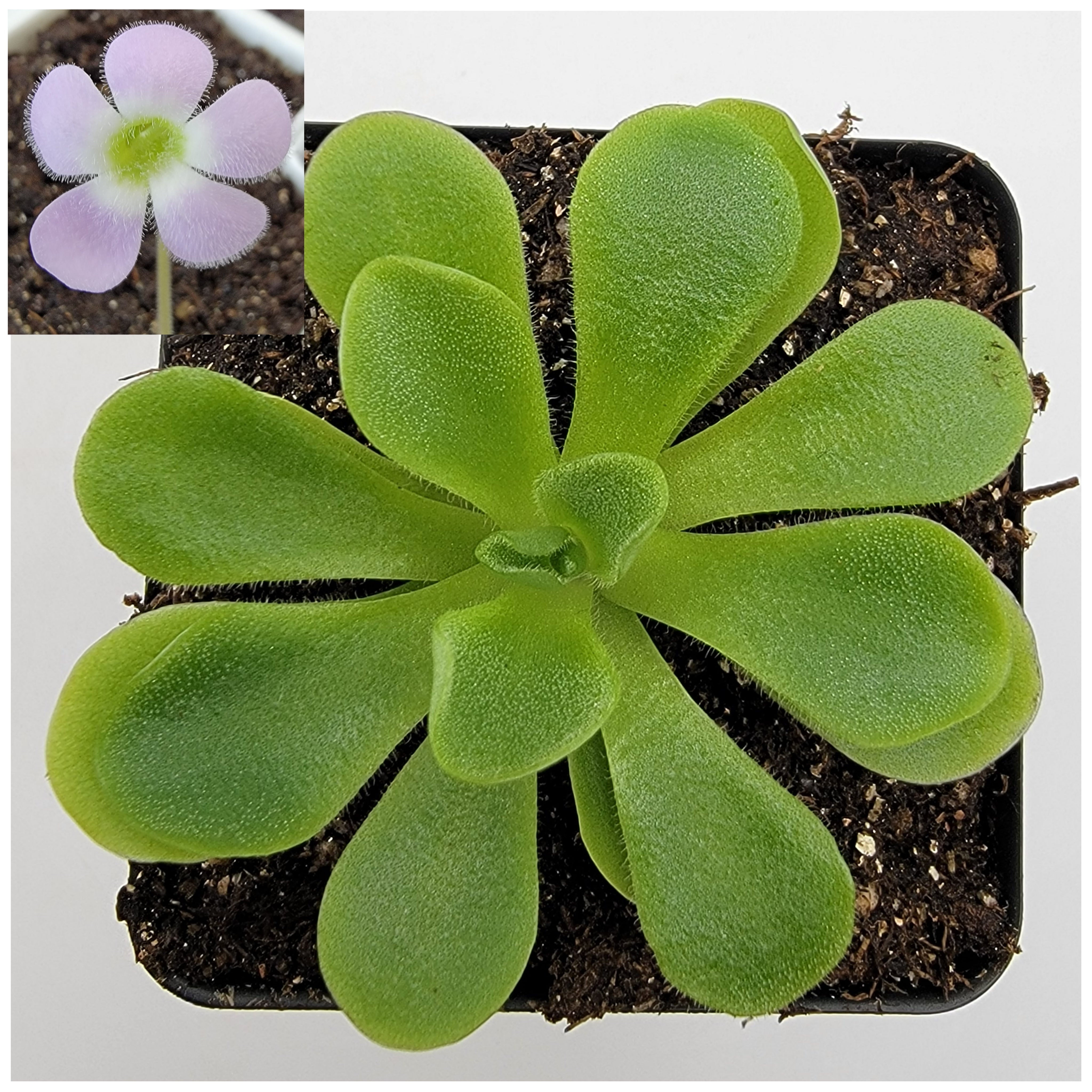succulent carnivorous plant Pinguicula pilosa