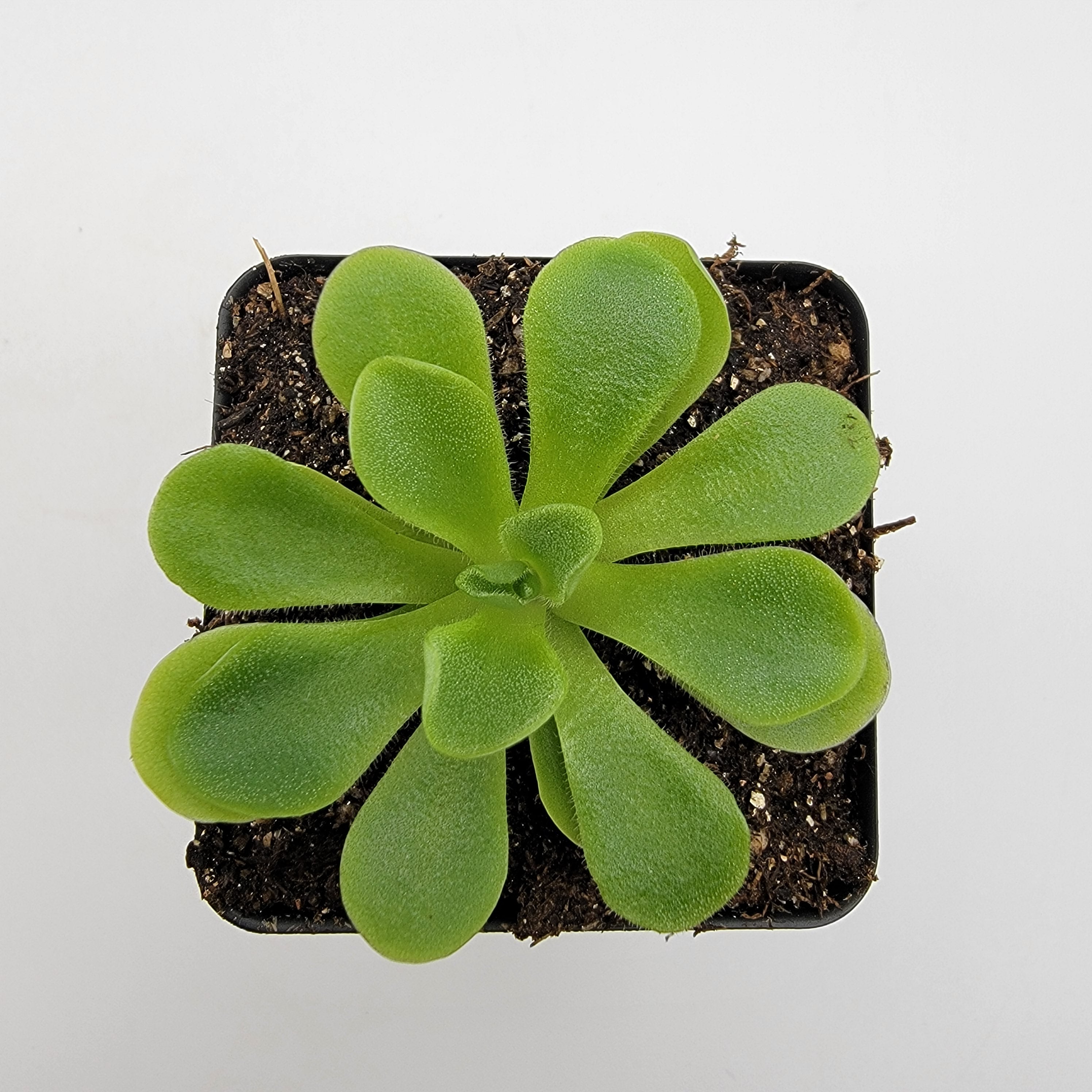 Pinguicula pilosa -Butterworts -Rainbow Carnivorous Plants LLC