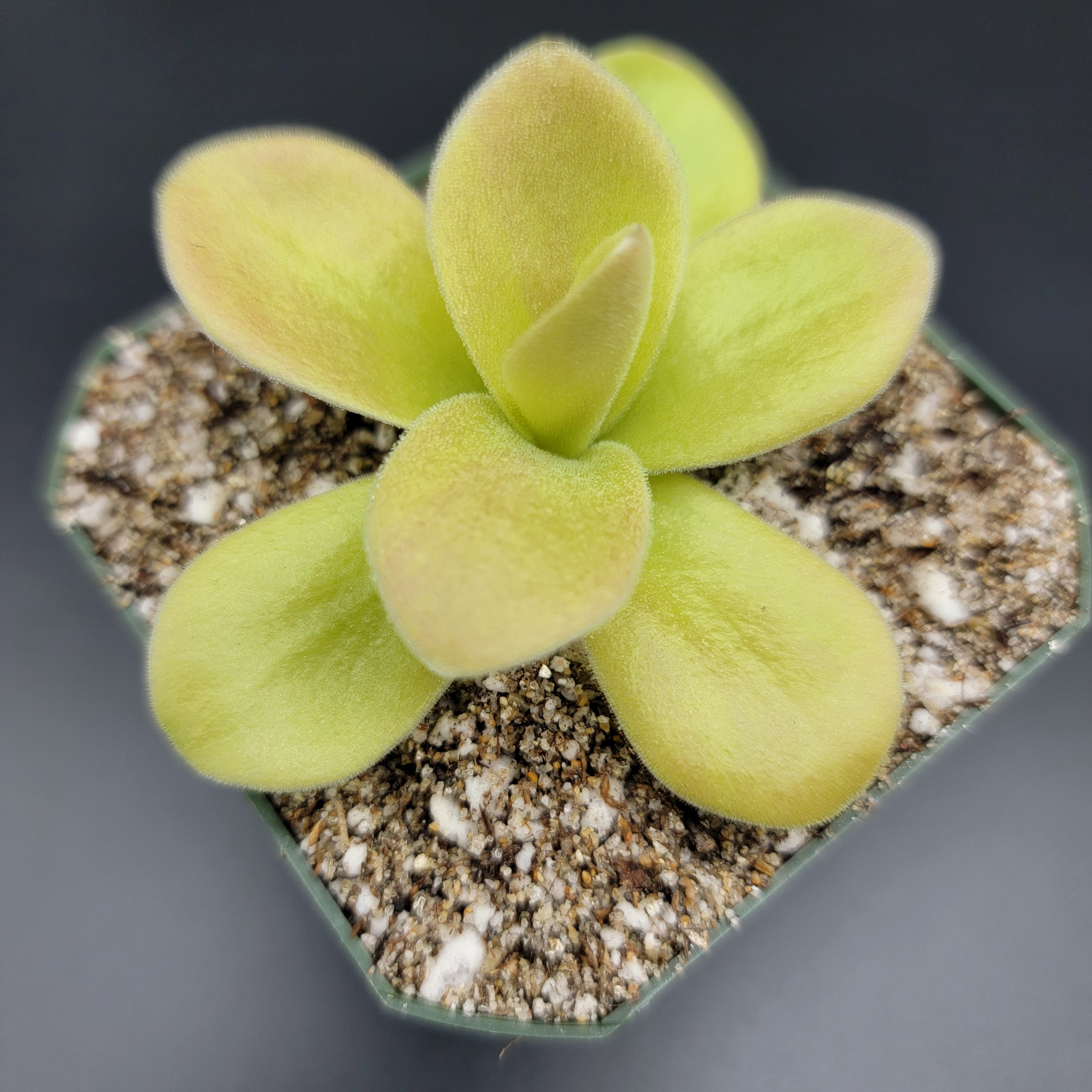 Pinguicula gigantea (Red Flush) -Butterworts -Rainbow Carnivorous Plants LLC