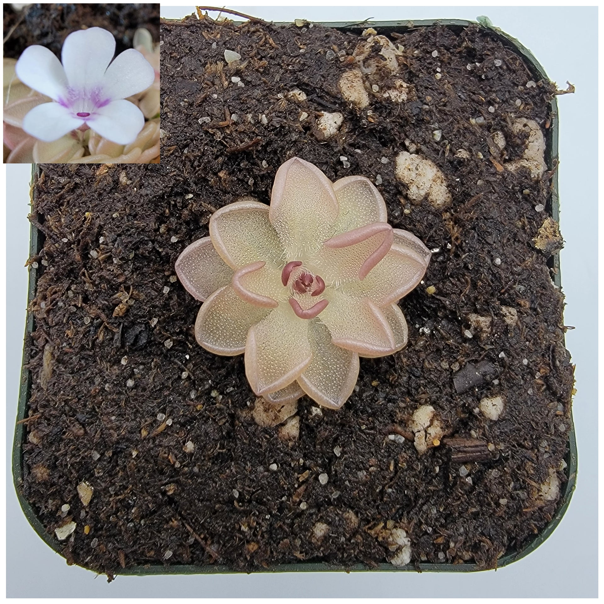 Pinguicula rotundiflora x gracilis -Butterworts -Rainbow Carnivorous Plants LLC
