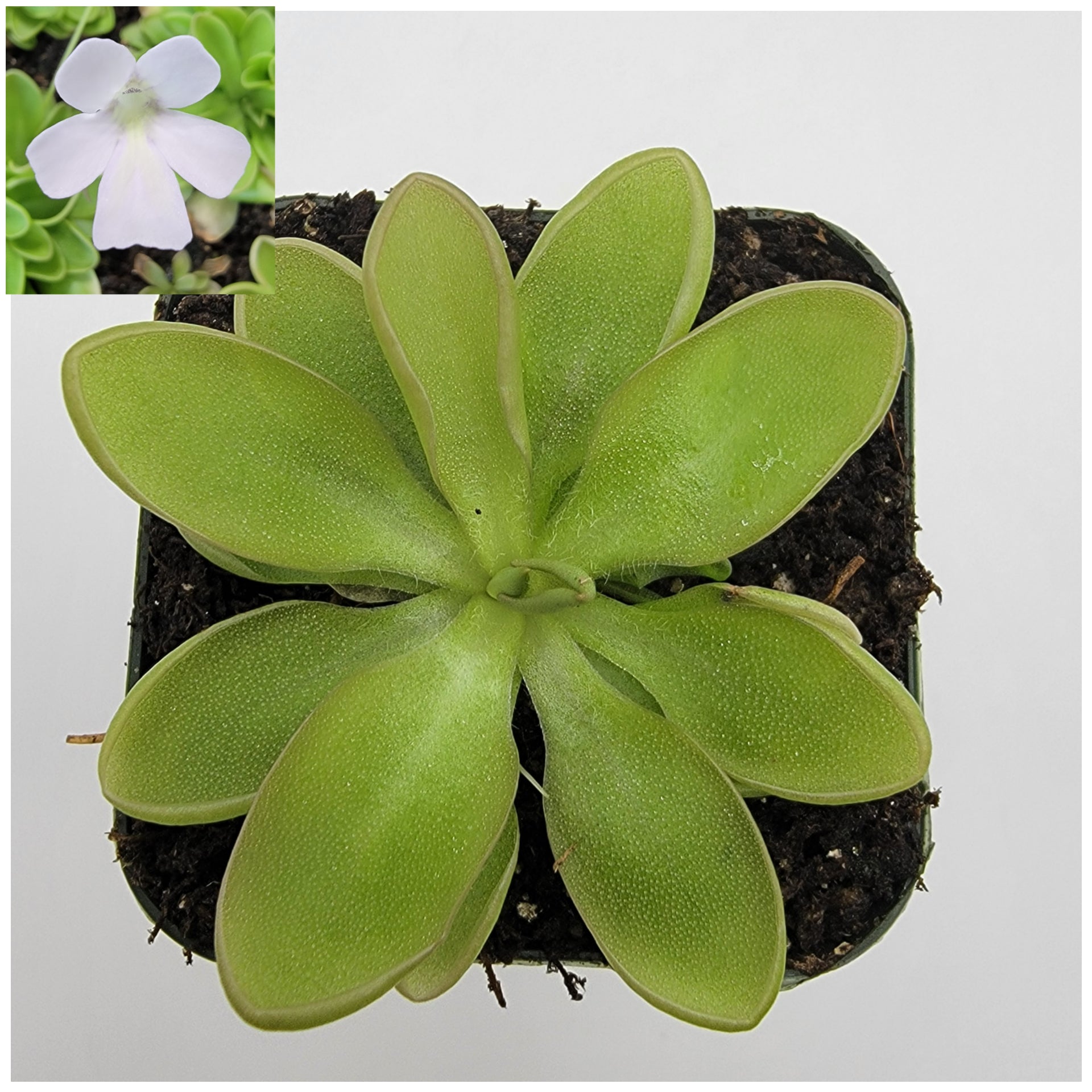 Pinguicula rotundiflora x moranensis var. alba -Butterworts -Rainbow Carnivorous Plants LLC
