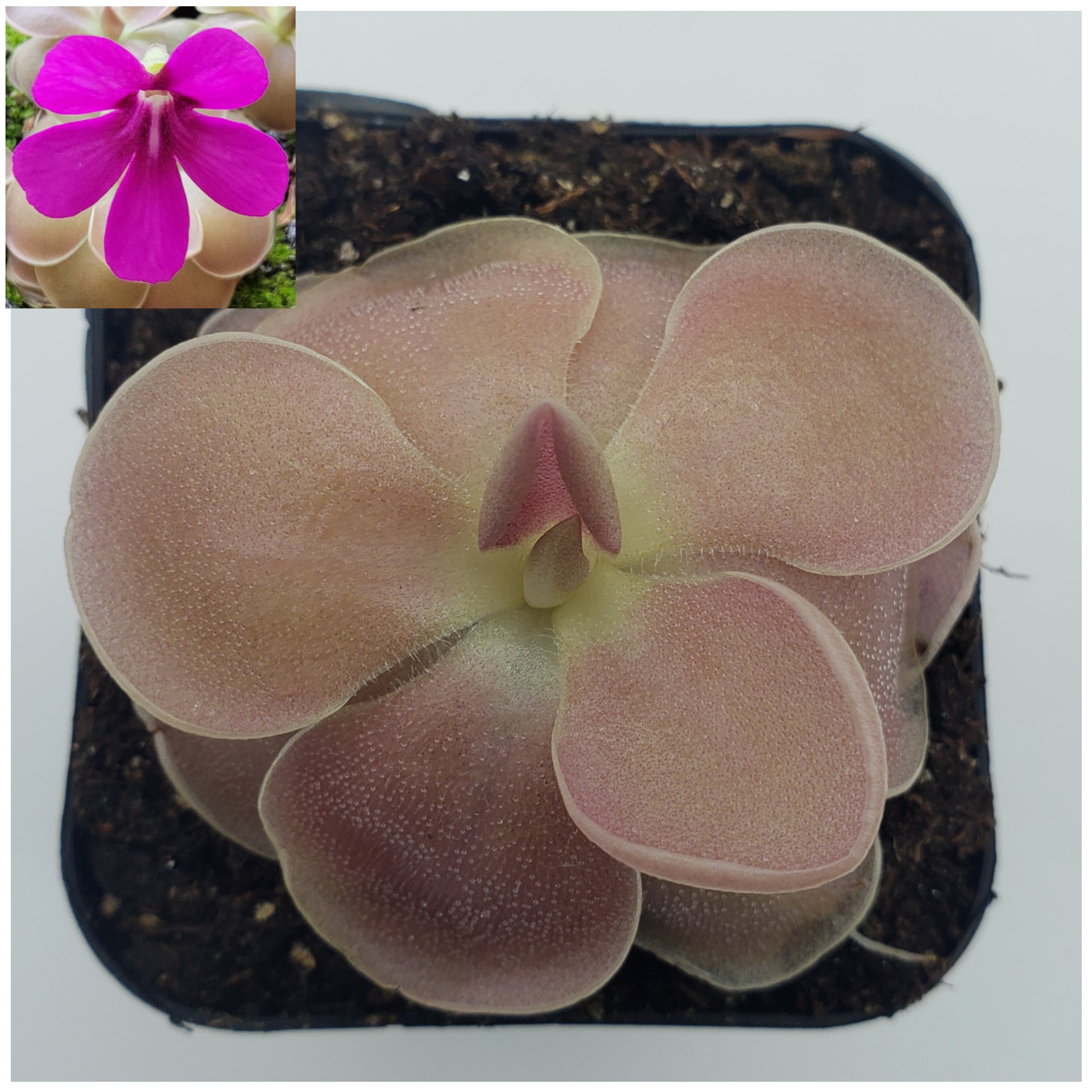 Pinguicula 'Weser' -Butterworts -Rainbow Carnivorous Plants LLC