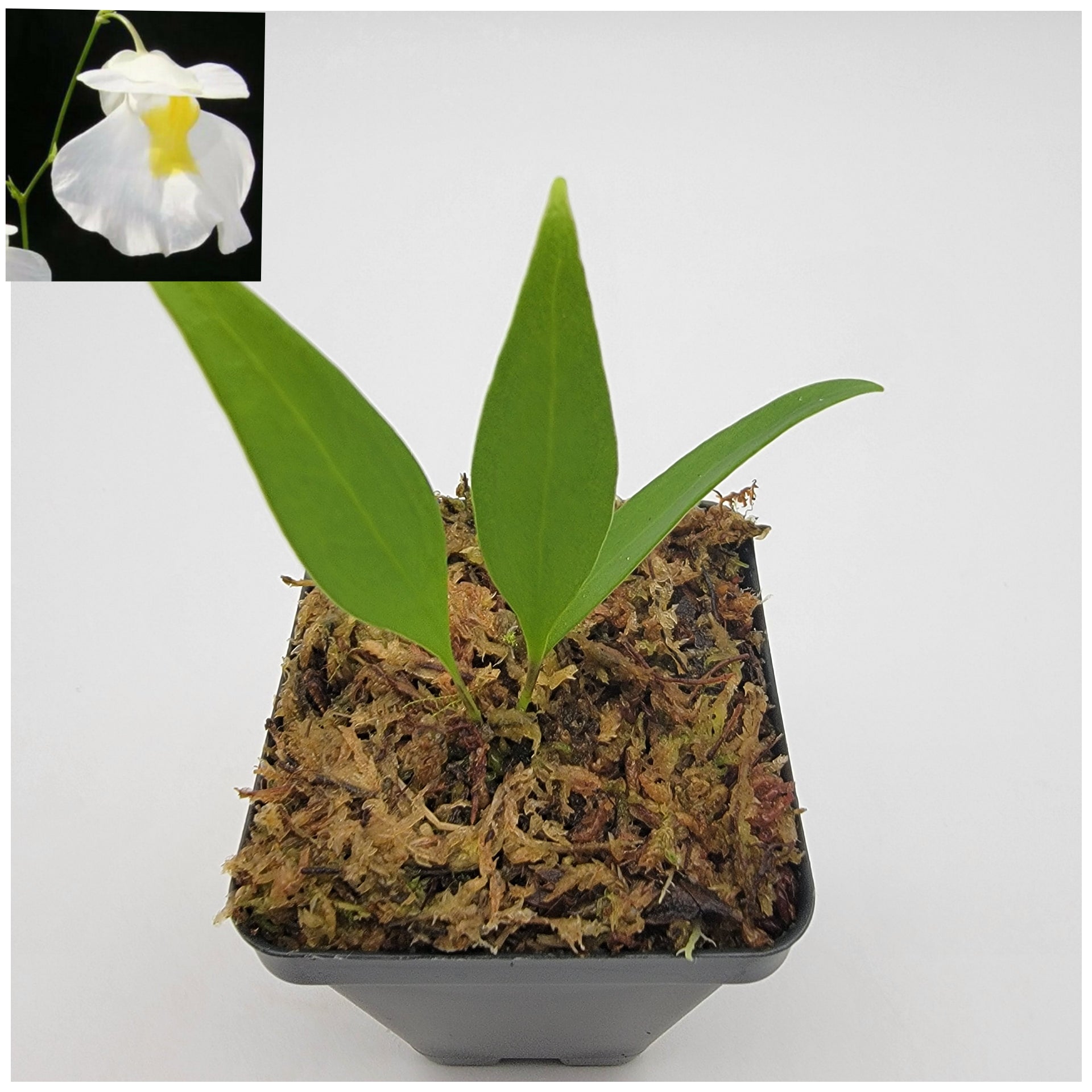 Utricularia alpina   -Live carnivorous plant- - -Rainbow Carnivorous Plants LLC