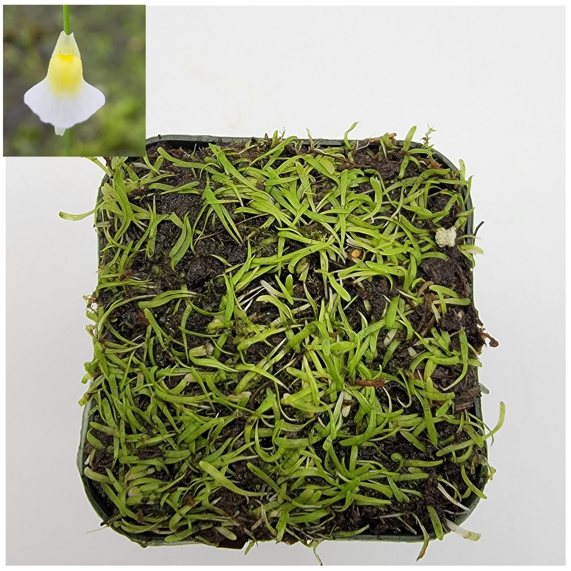 Utricularia bisquamata (1" plug) -Live carnivorous plant- - -Rainbow Carnivorous Plants LLC