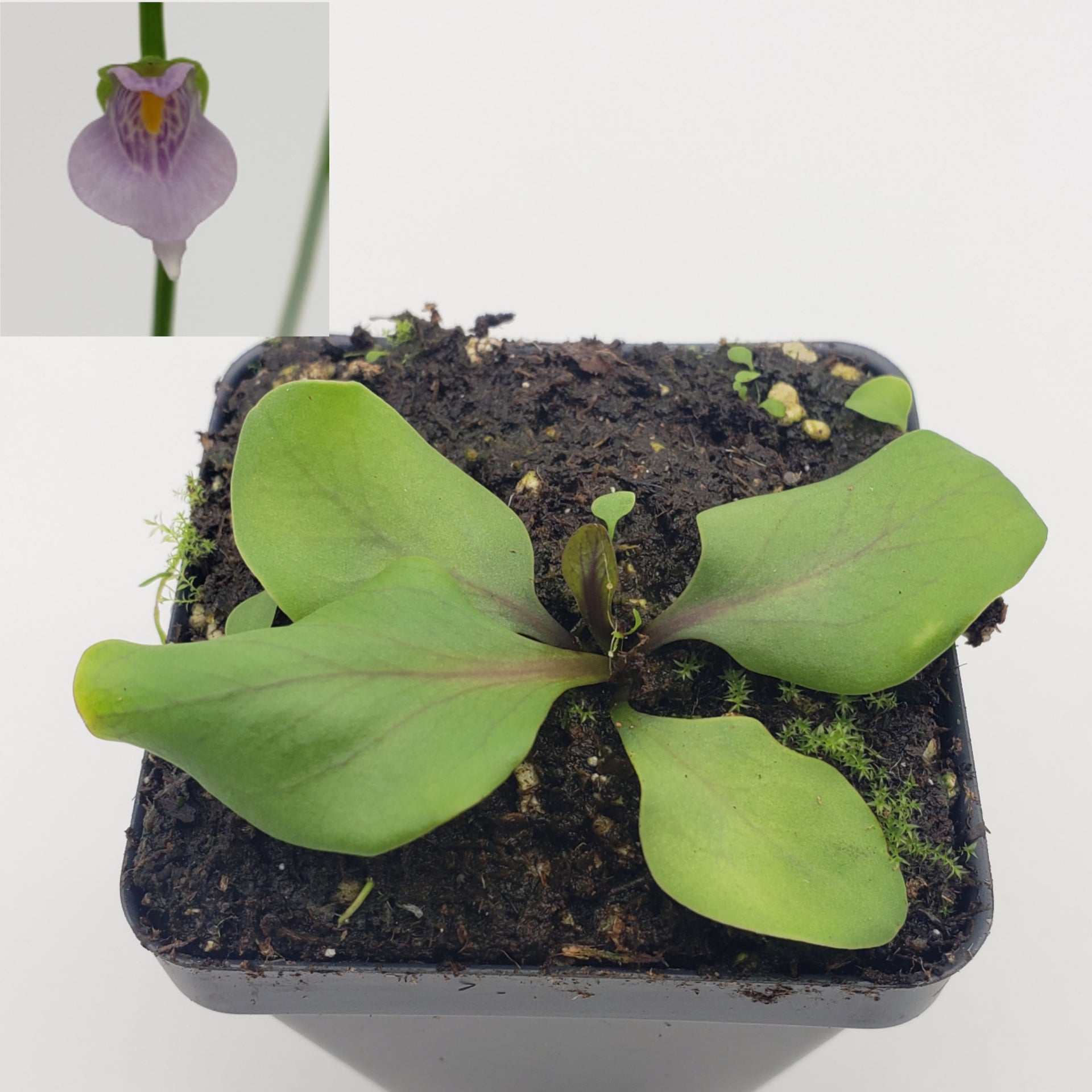 Utricularia calycifida - -Rainbow Carnivorous Plants LLC