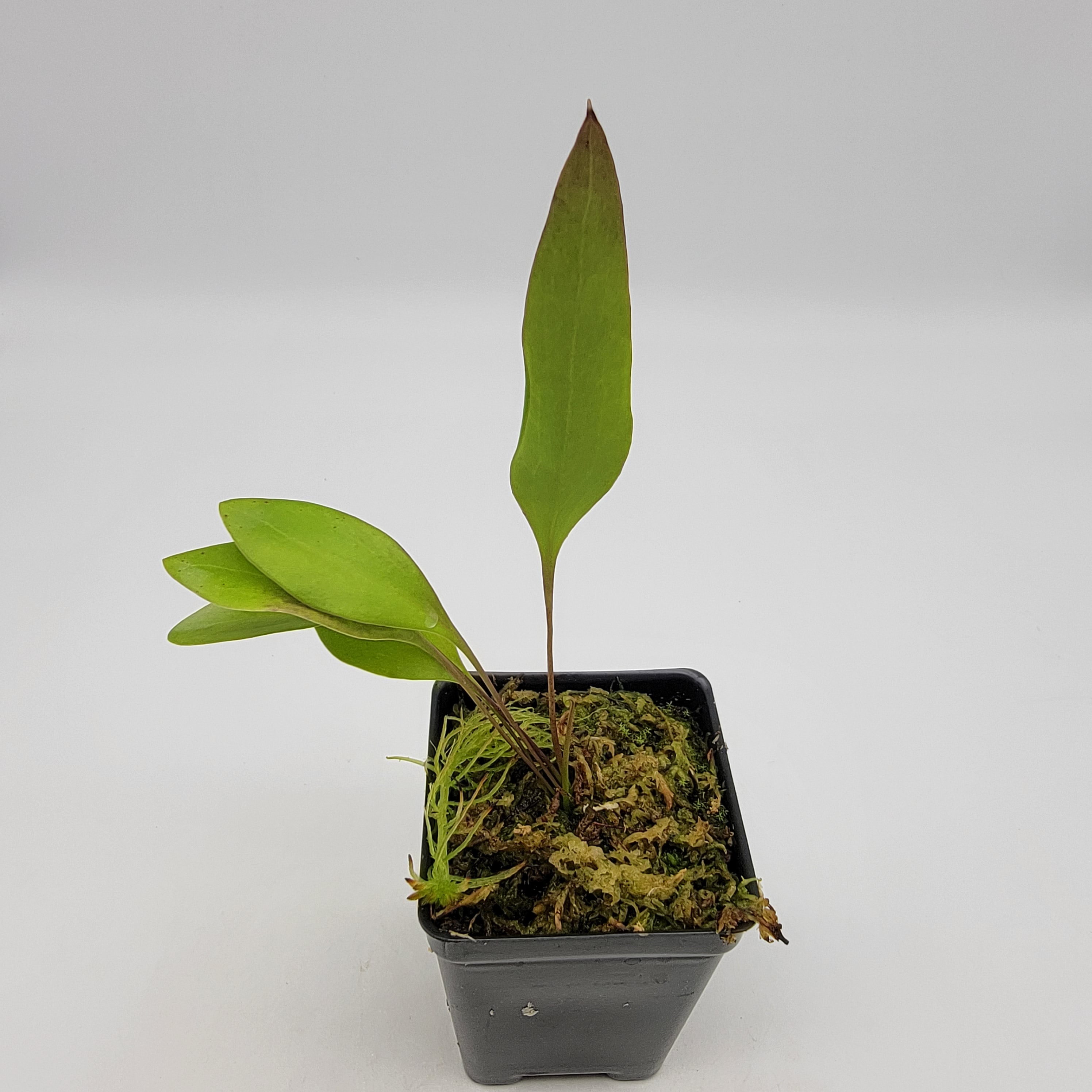 Utricularia humboldtii x alpina -Utricularia -Rainbow Carnivorous Plants LLC