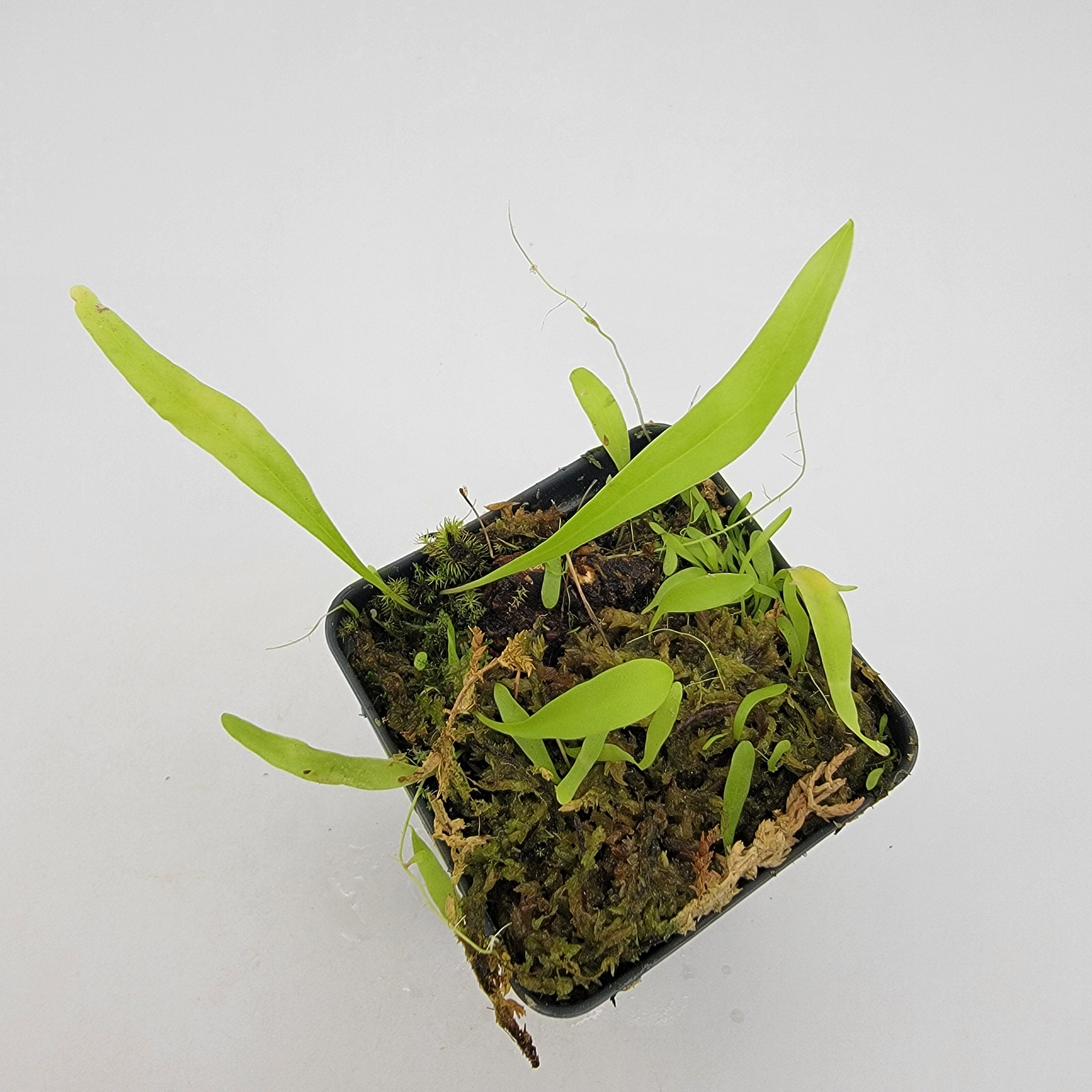 Utricularia longifolia - -Rainbow Carnivorous Plants LLC