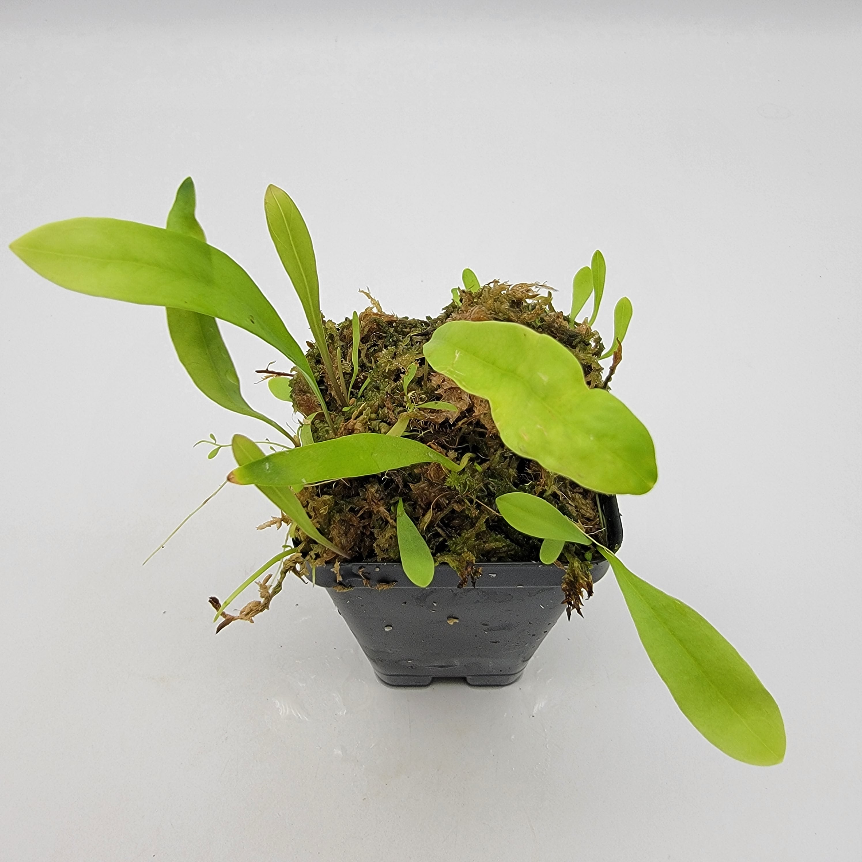 Utricularia longifolia - -Rainbow Carnivorous Plants LLC