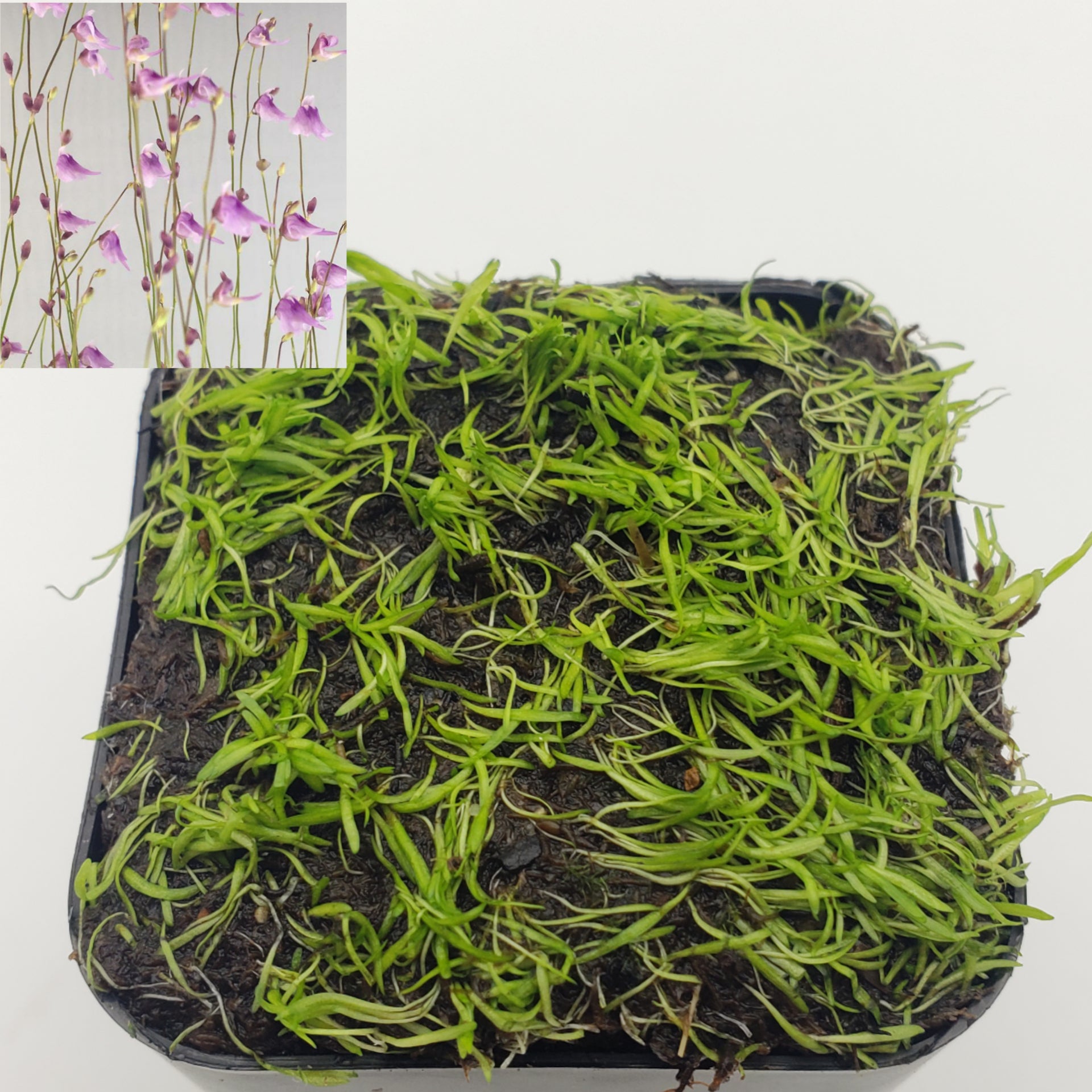 Utricularia minutissima/ 1" plug   -Live carnivorous plant- - -Rainbow Carnivorous Plants LLC