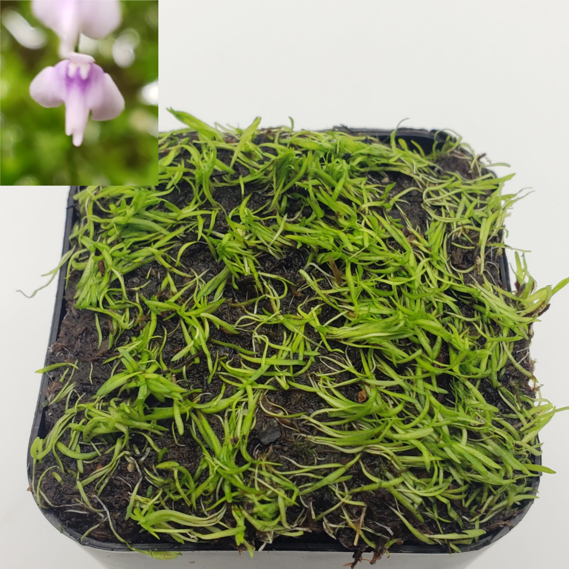 Utricularia minutissima/ 1" plug   -Live carnivorous plant- - -Rainbow Carnivorous Plants LLC