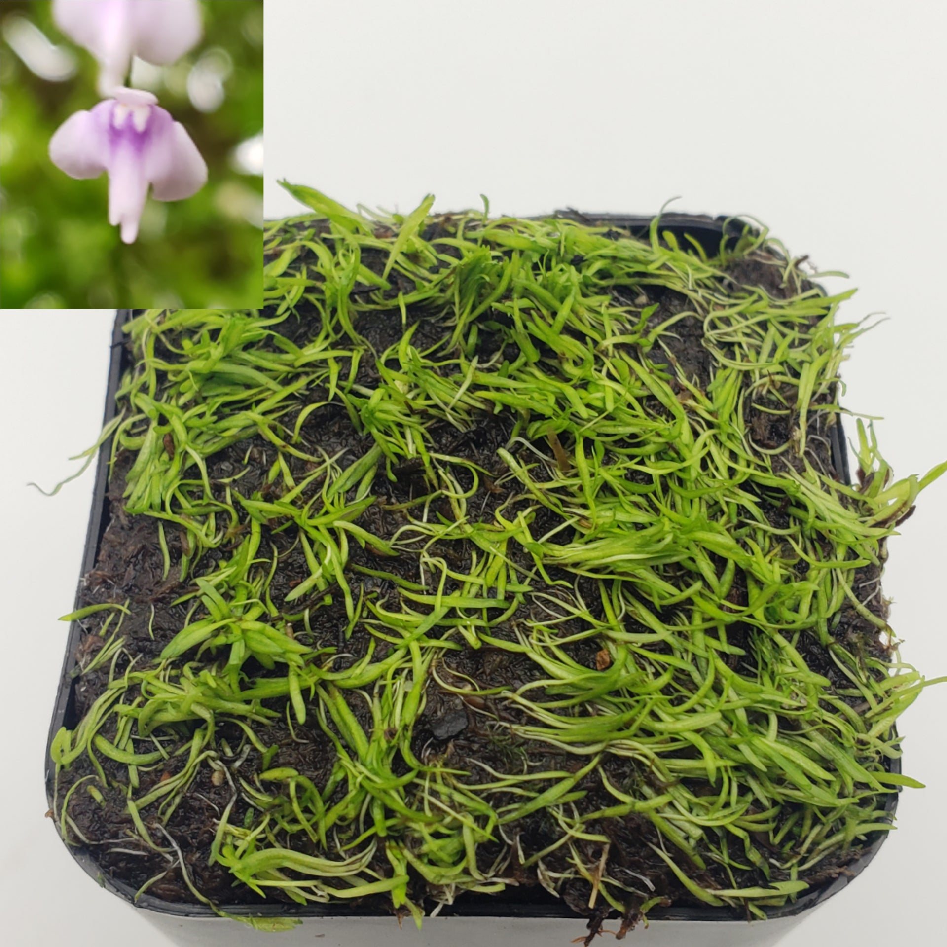 Utricularia minutissima/ 1" plug   -Live carnivorous plant- - Rainbow Carnivorous Plants LLC