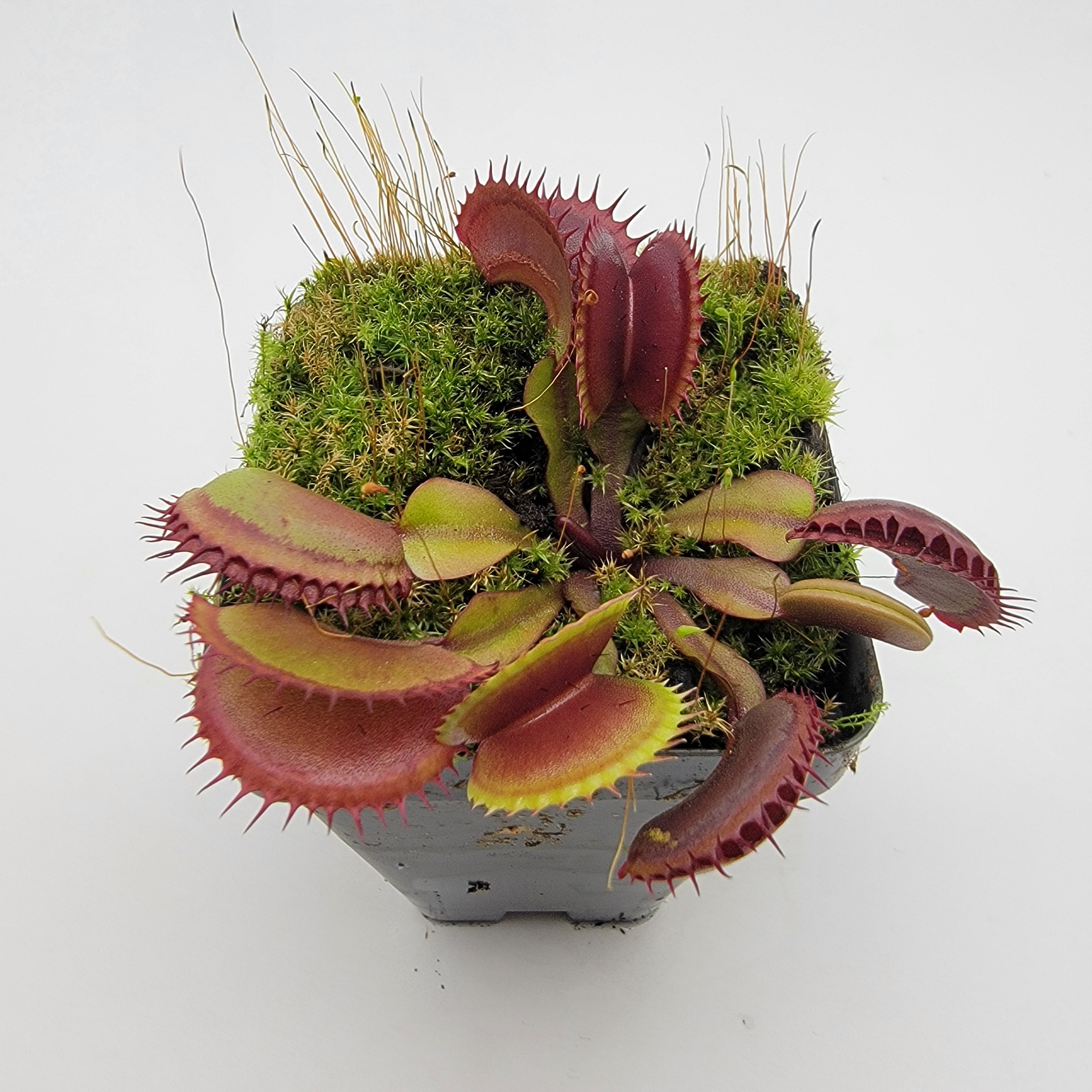 Venus flytrap (Dionaea muscipula) FTS 'Archangel' - -Rainbow Carnivorous Plants LLC