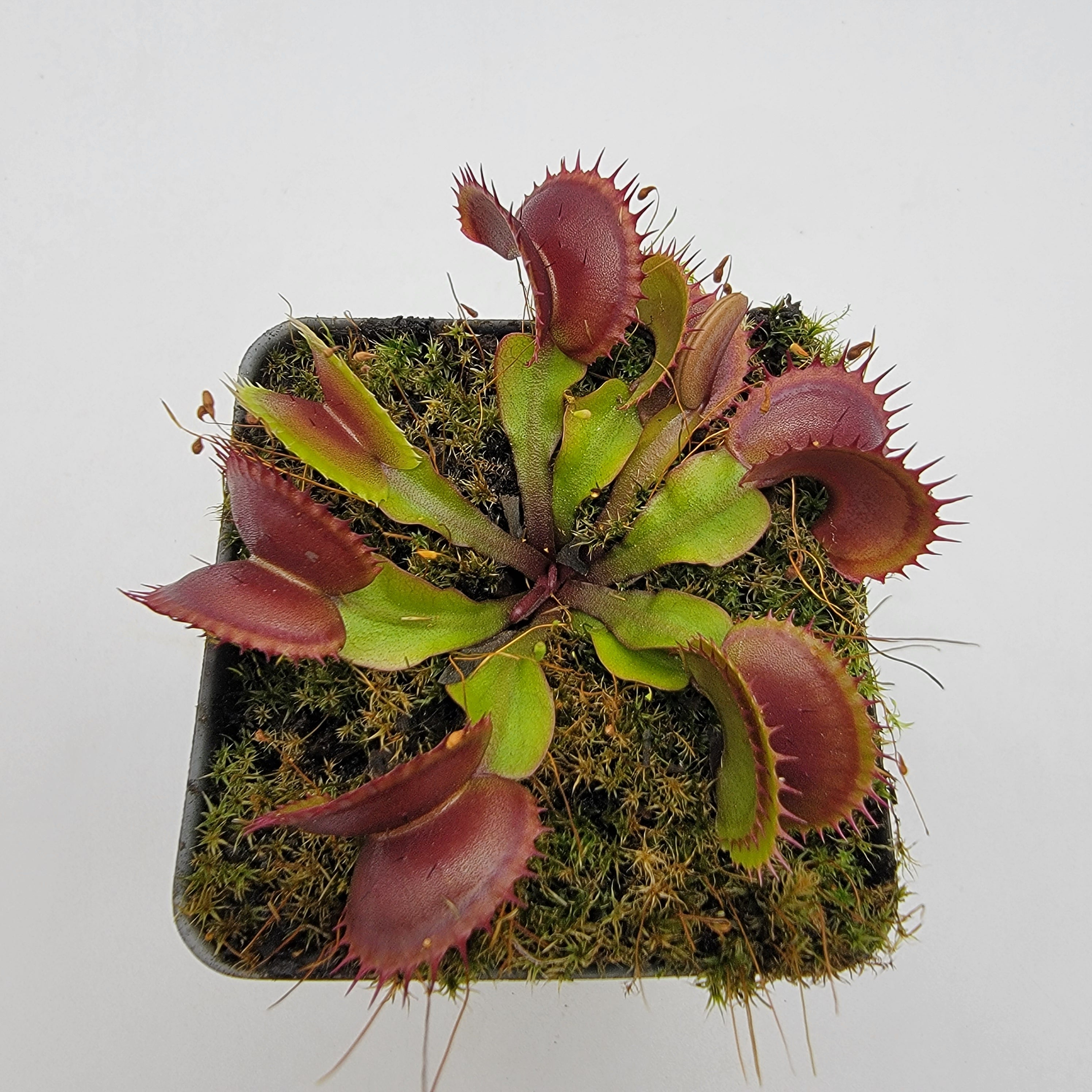 Venus flytrap (Dionaea muscipula) FTS 'Archangel' - -Rainbow Carnivorous Plants LLC