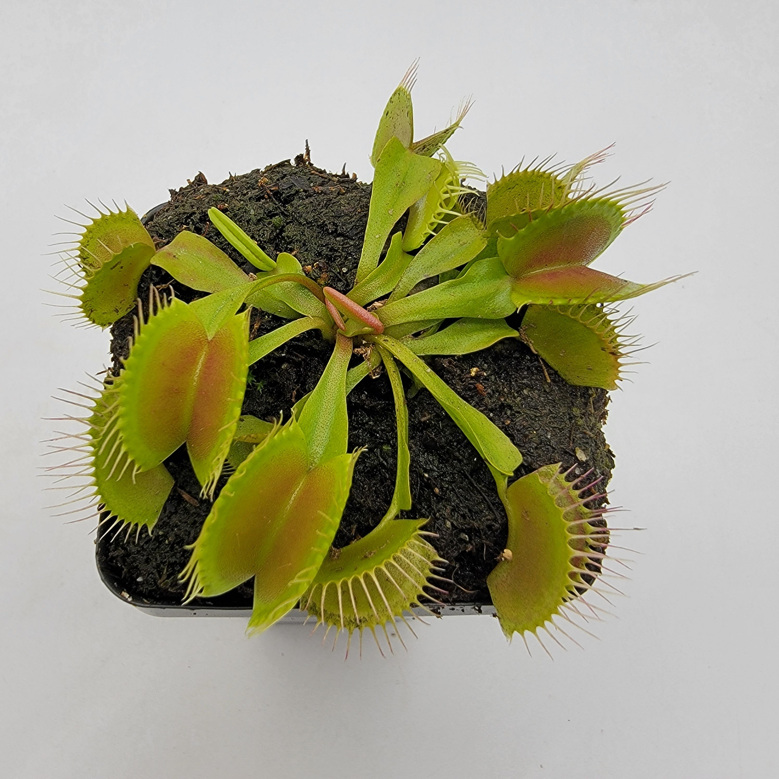 Venus flytrap (Dionaea muscipula) 'B52' - -Rainbow Carnivorous Plants LLC