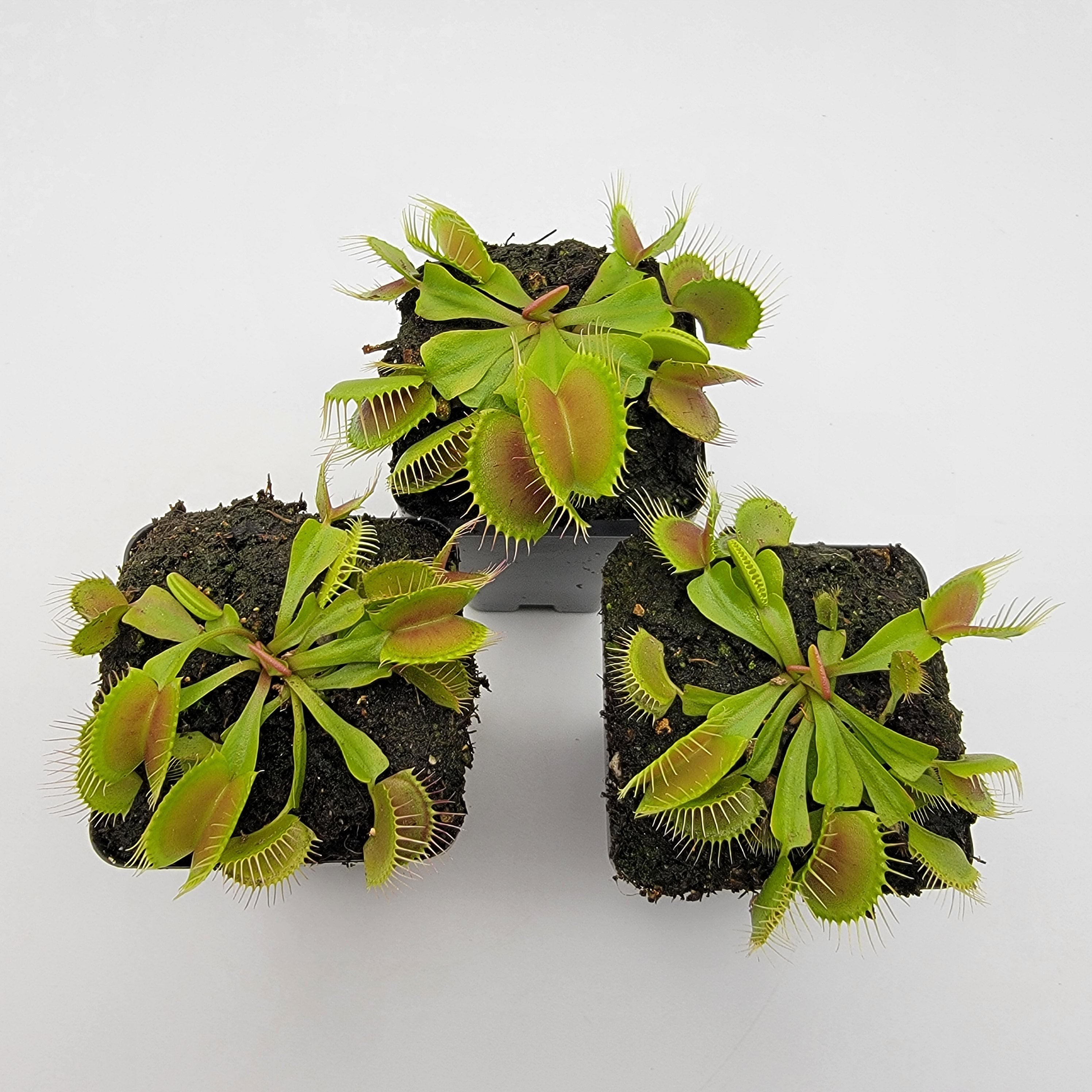 Venus flytrap (Dionaea muscipula) 'B52' - -Rainbow Carnivorous Plants LLC
