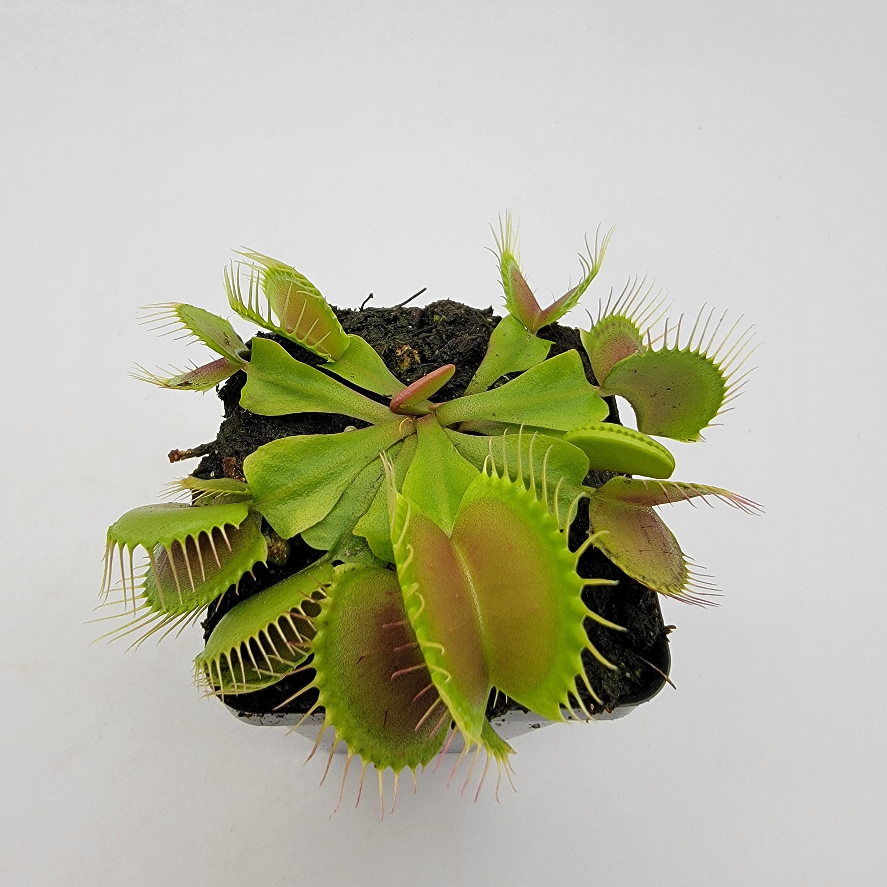 Venus flytrap (Dionaea muscipula) 'B52' - -Rainbow Carnivorous Plants LLC