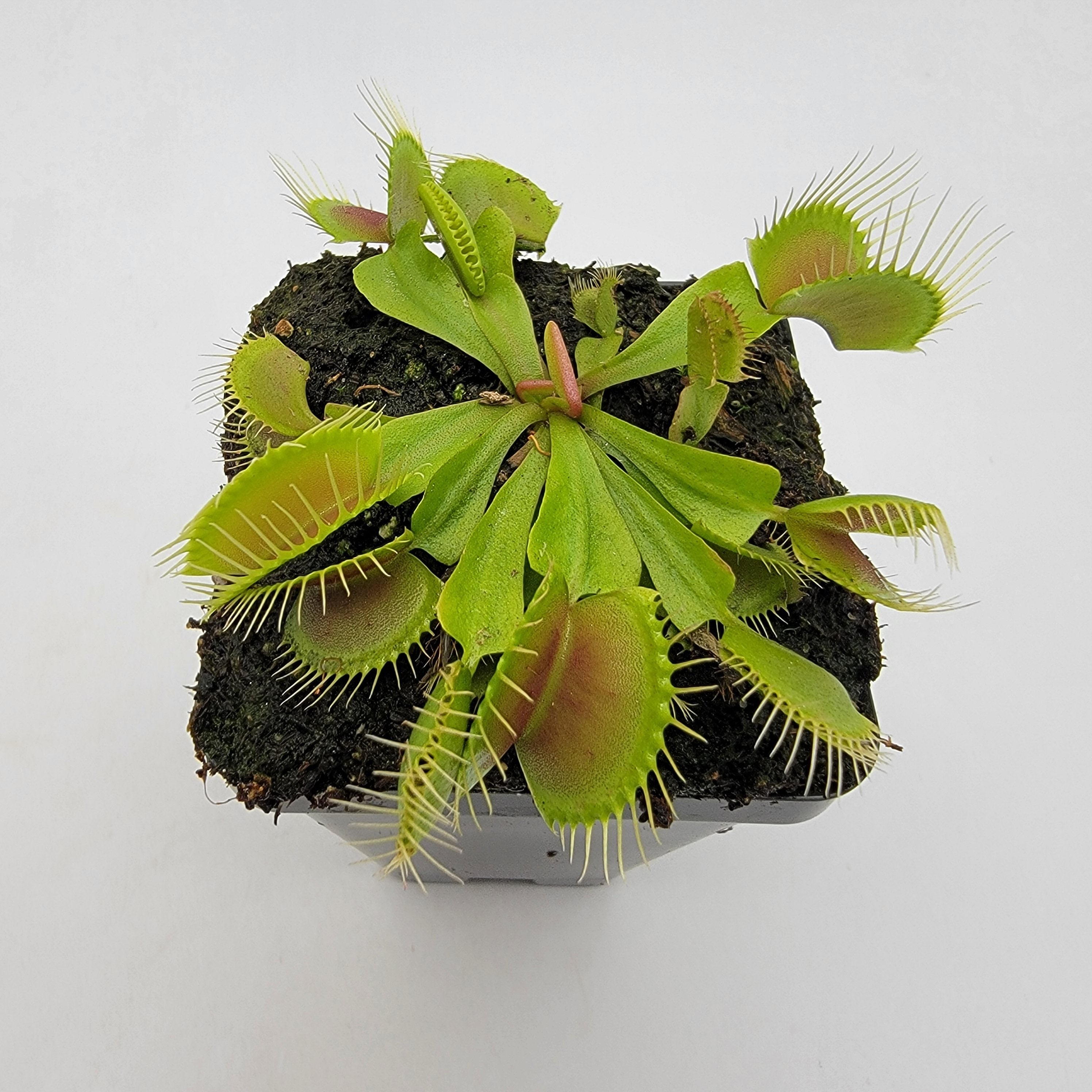 Venus flytrap (Dionaea muscipula) 'B52' - -Rainbow Carnivorous Plants LLC