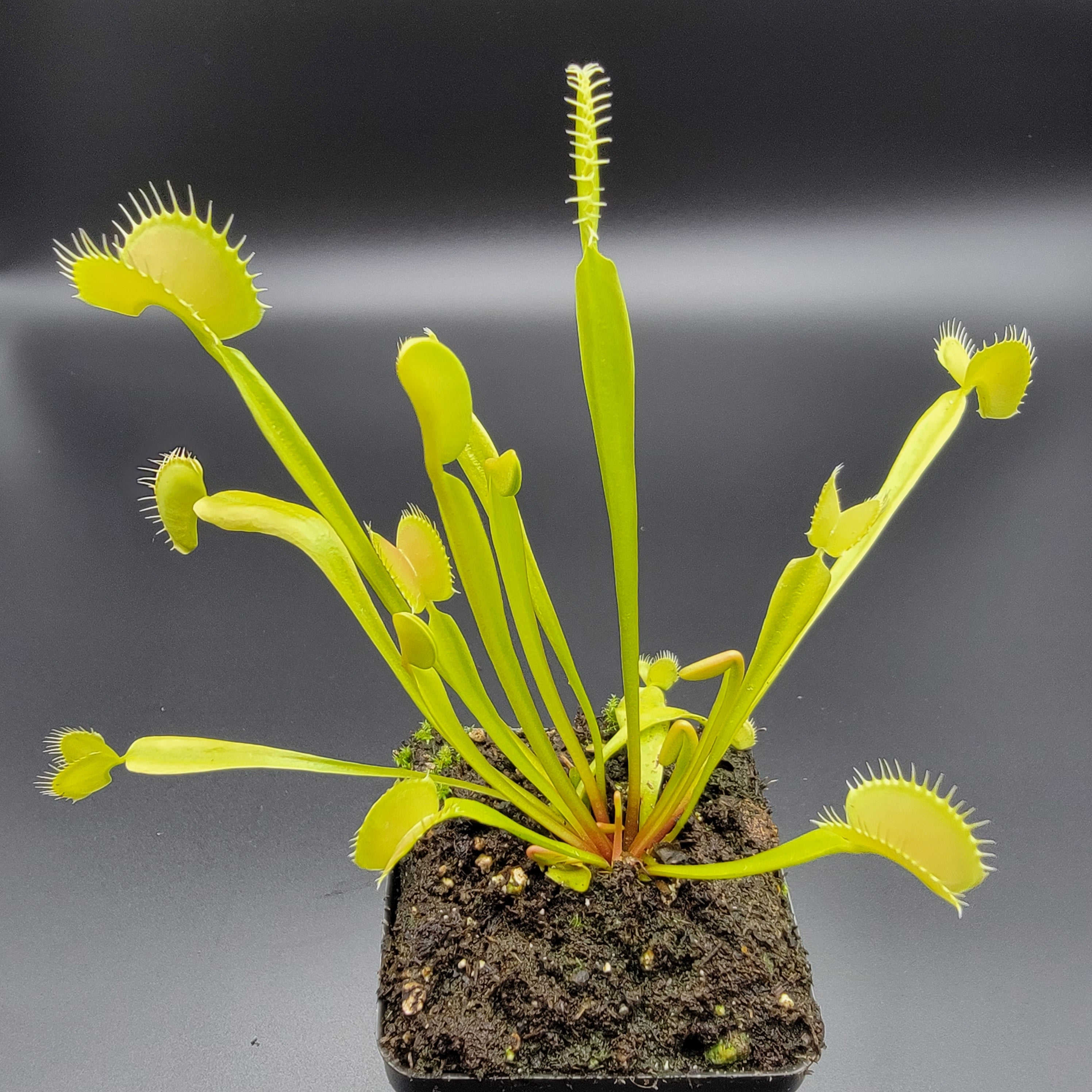 Venus flytrap (Dionaea muscipula) 'B52' x 'DC-XL' - -Rainbow Carnivorous Plants LLC