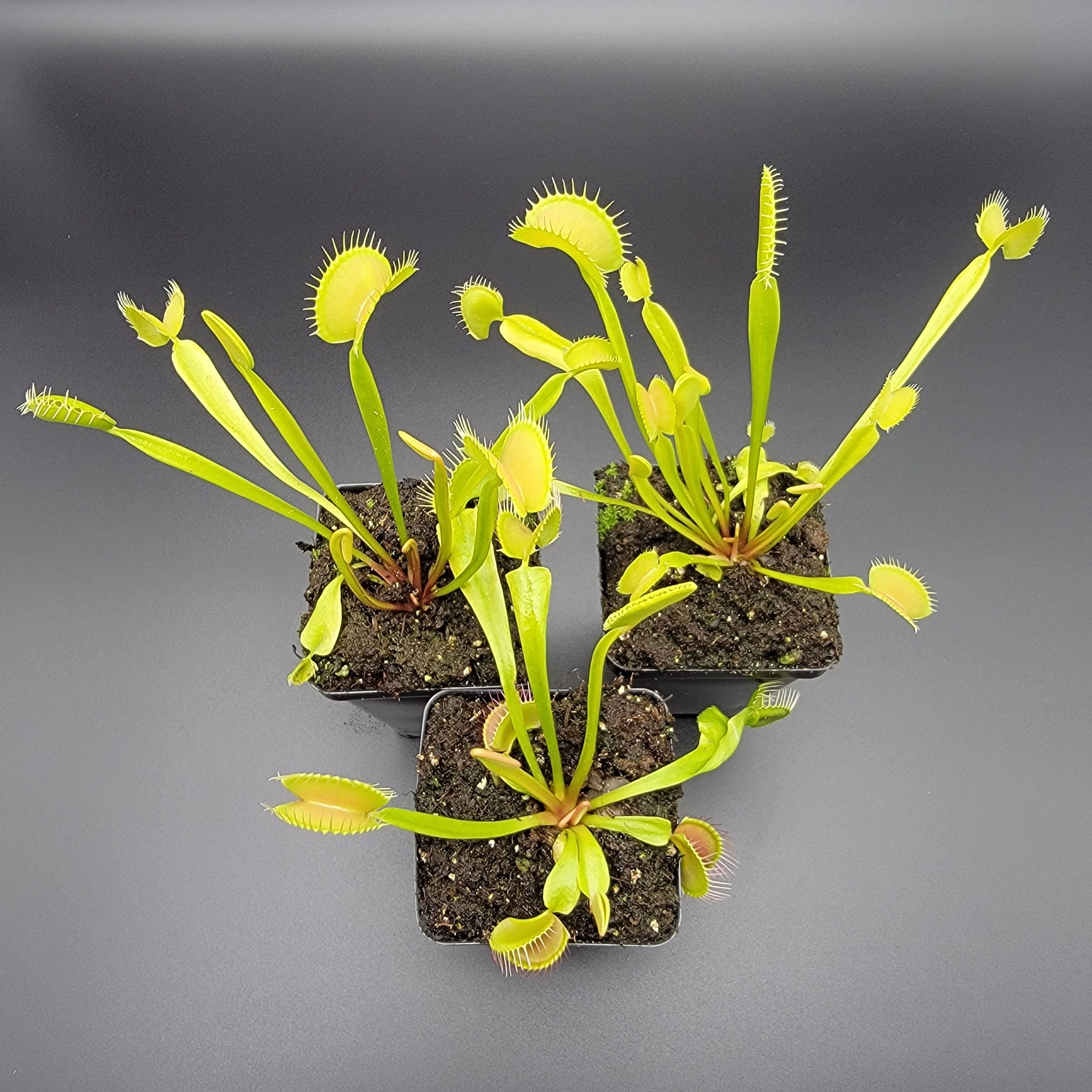Venus flytrap (Dionaea muscipula) 'B52' x 'DC-XL' - -Rainbow Carnivorous Plants LLC