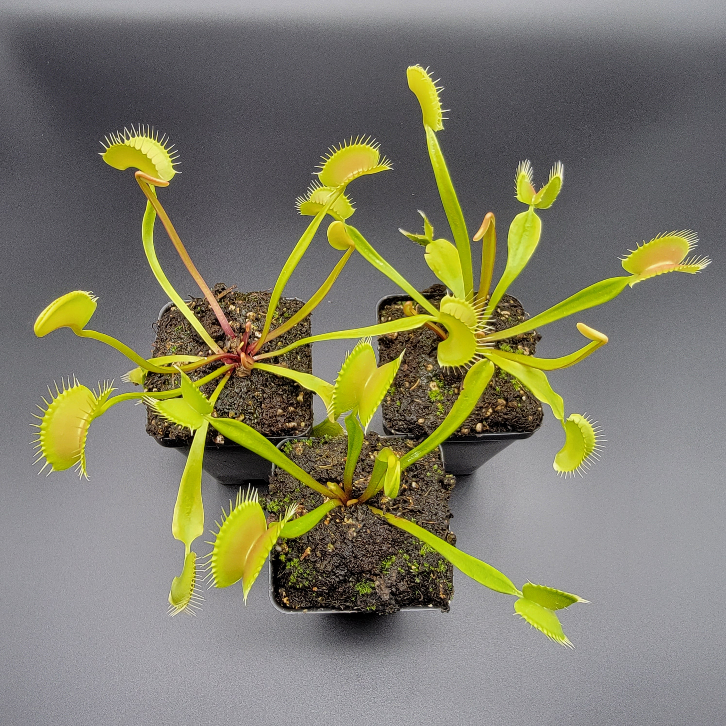 Venus flytrap (Dionaea muscipula) 'B52' x 'Ginormous' - Rainbow Carnivorous Plants LLC