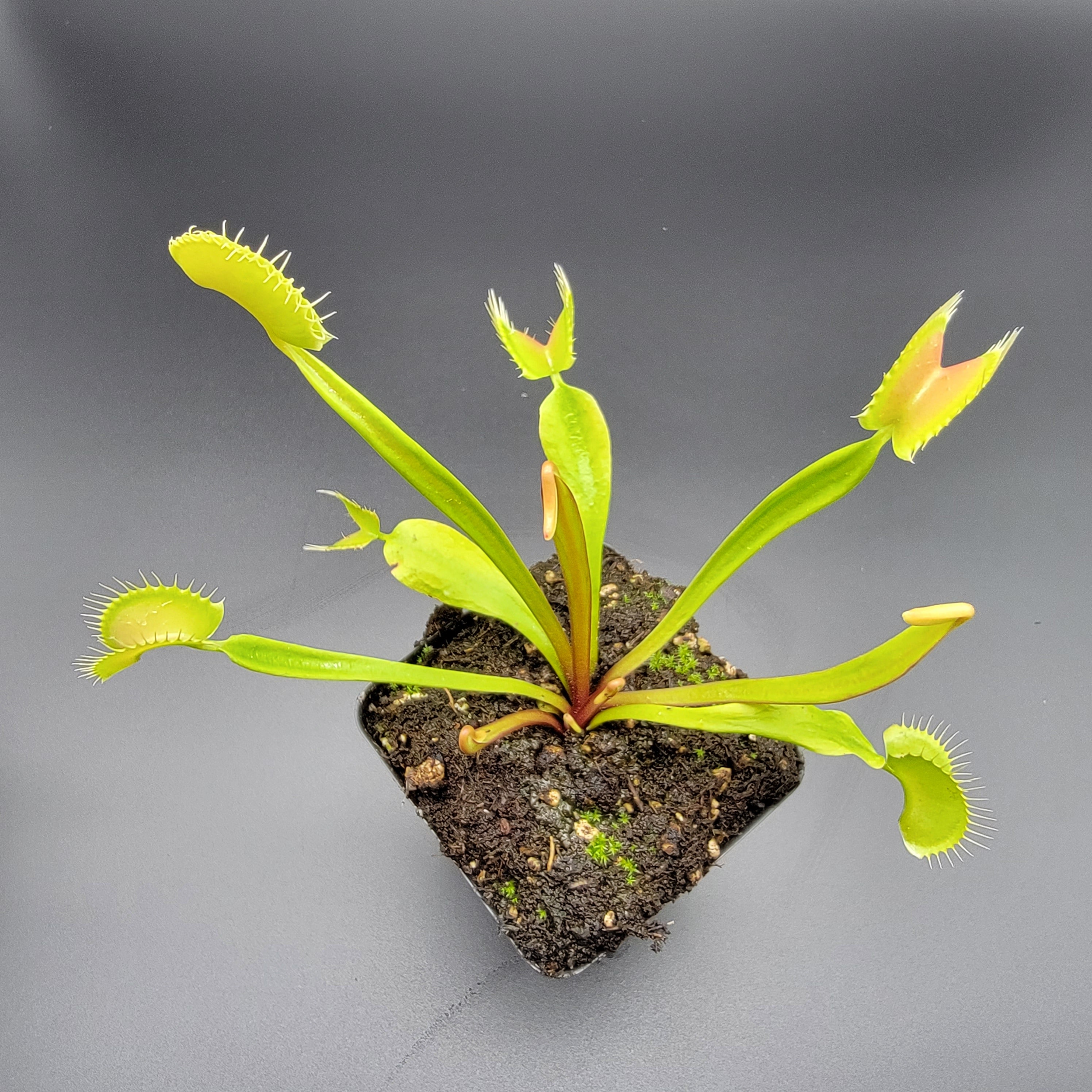 Venus flytrap (Dionaea muscipula) 'B52' x 'Ginormous' - -Rainbow Carnivorous Plants LLC