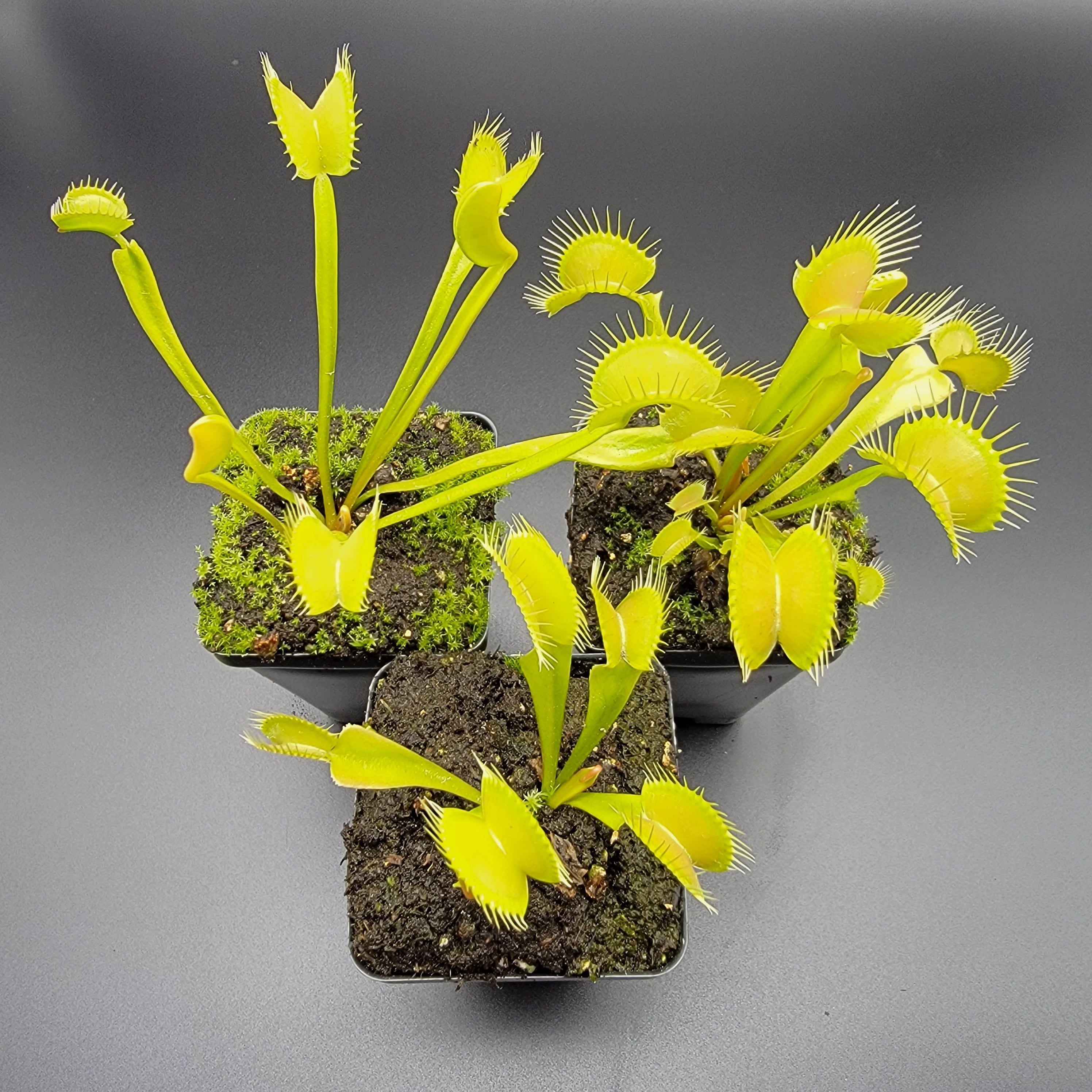 Venus flytrap (Dionaea muscipula) 'Big Mouth' x 'B52' - -Rainbow Carnivorous Plants LLC