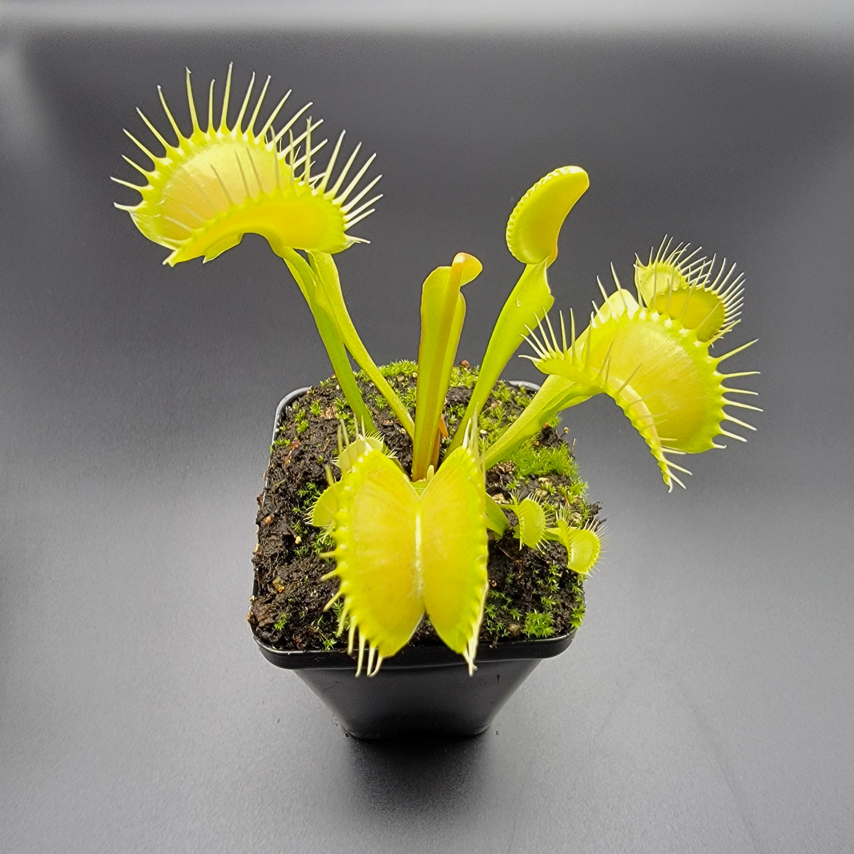 Venus flytrap (Dionaea muscipula) 'Big Mouth' x 'B52' - -Rainbow Carnivorous Plants LLC