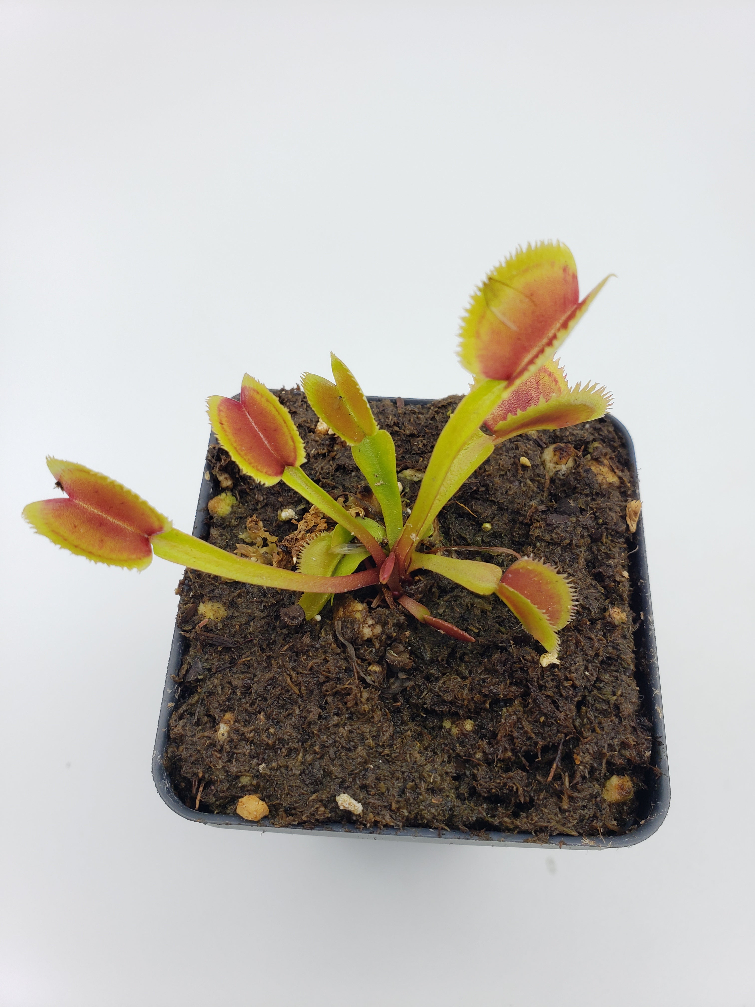 Venus flytrap (Dionaea muscipula) "Brutal Shark" - -Rainbow Carnivorous Plants LLC