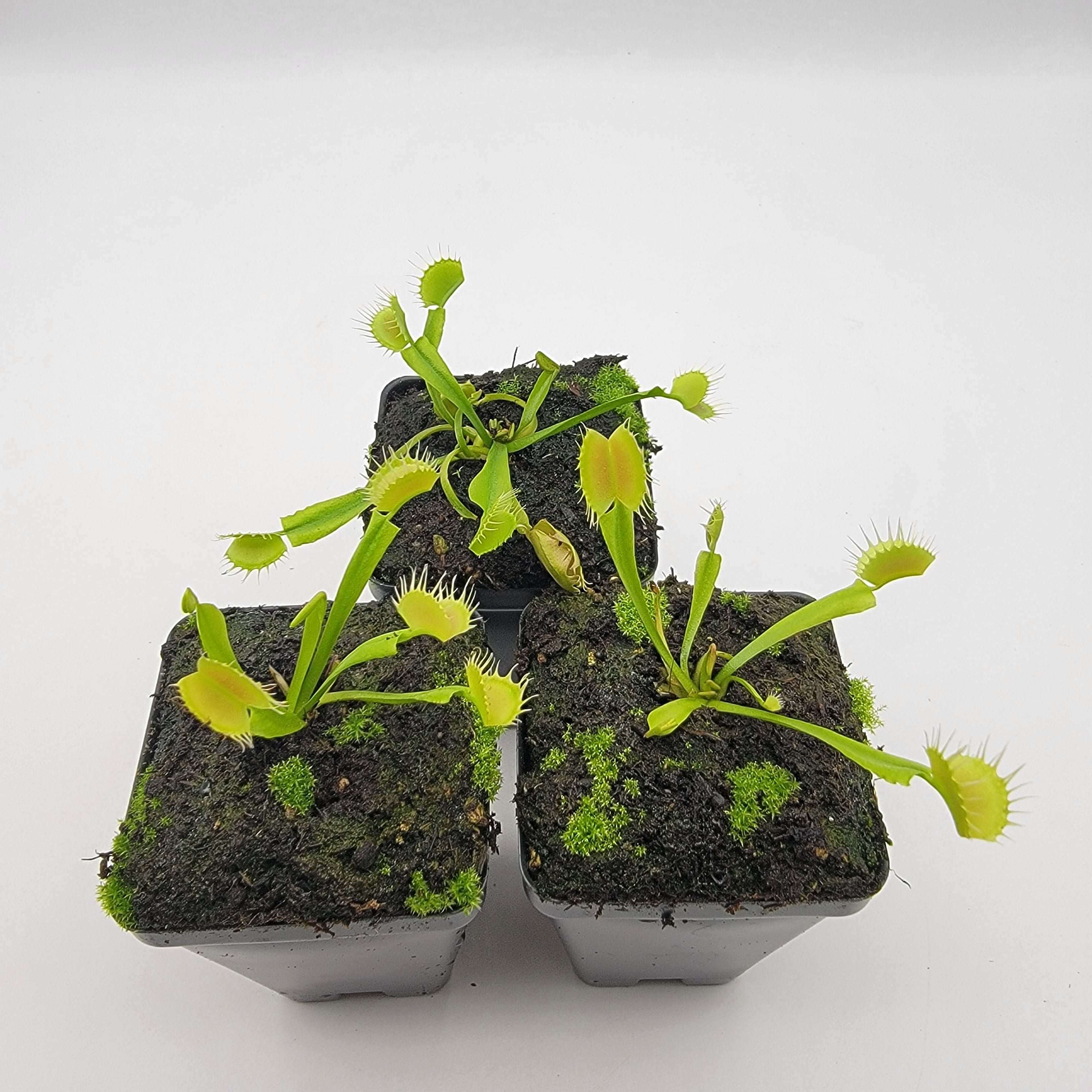 Venus flytrap (Dionaea muscipula) 'Crispy sun' - -Rainbow Carnivorous Plants LLC