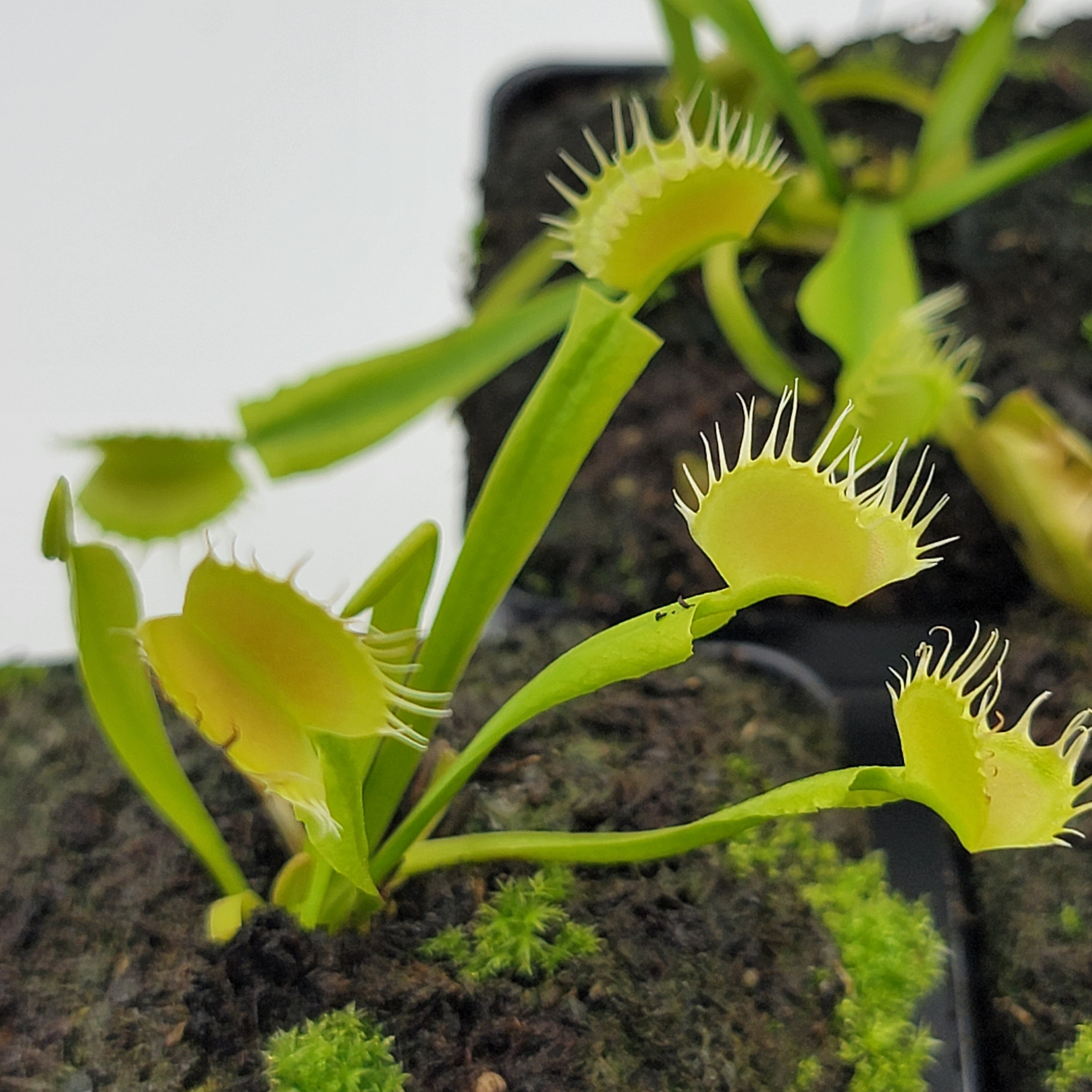 Venus flytrap (Dionaea muscipula) 'Crispy sun' - Rainbow Carnivorous Plants LLC