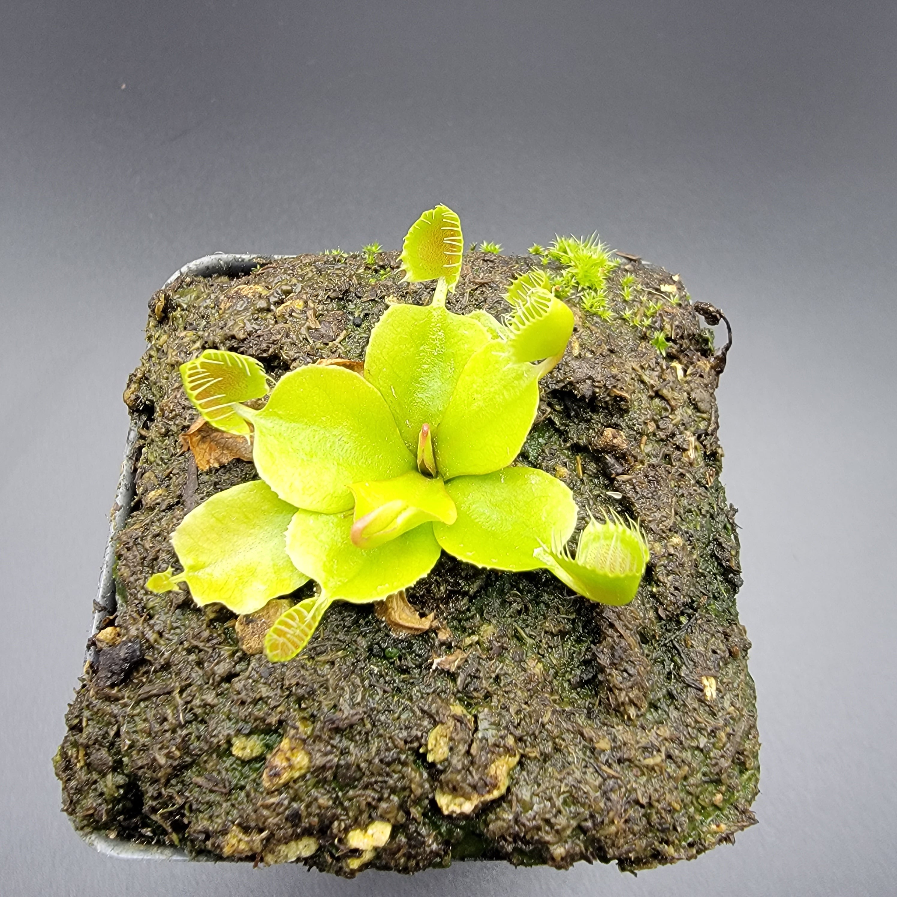 Venus flytrap (Dionaea muscipula) βCupped Trapβ - -Rainbow Carnivorous Plants LLC