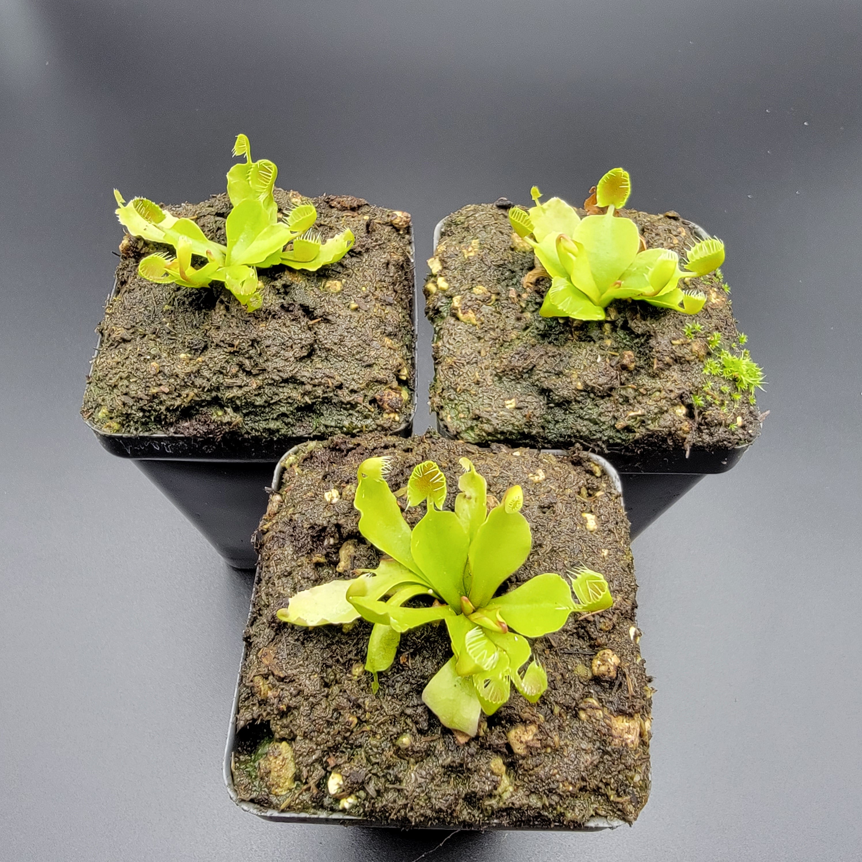 Venus flytrap (Dionaea muscipula) βCupped Trapβ - -Rainbow Carnivorous Plants LLC