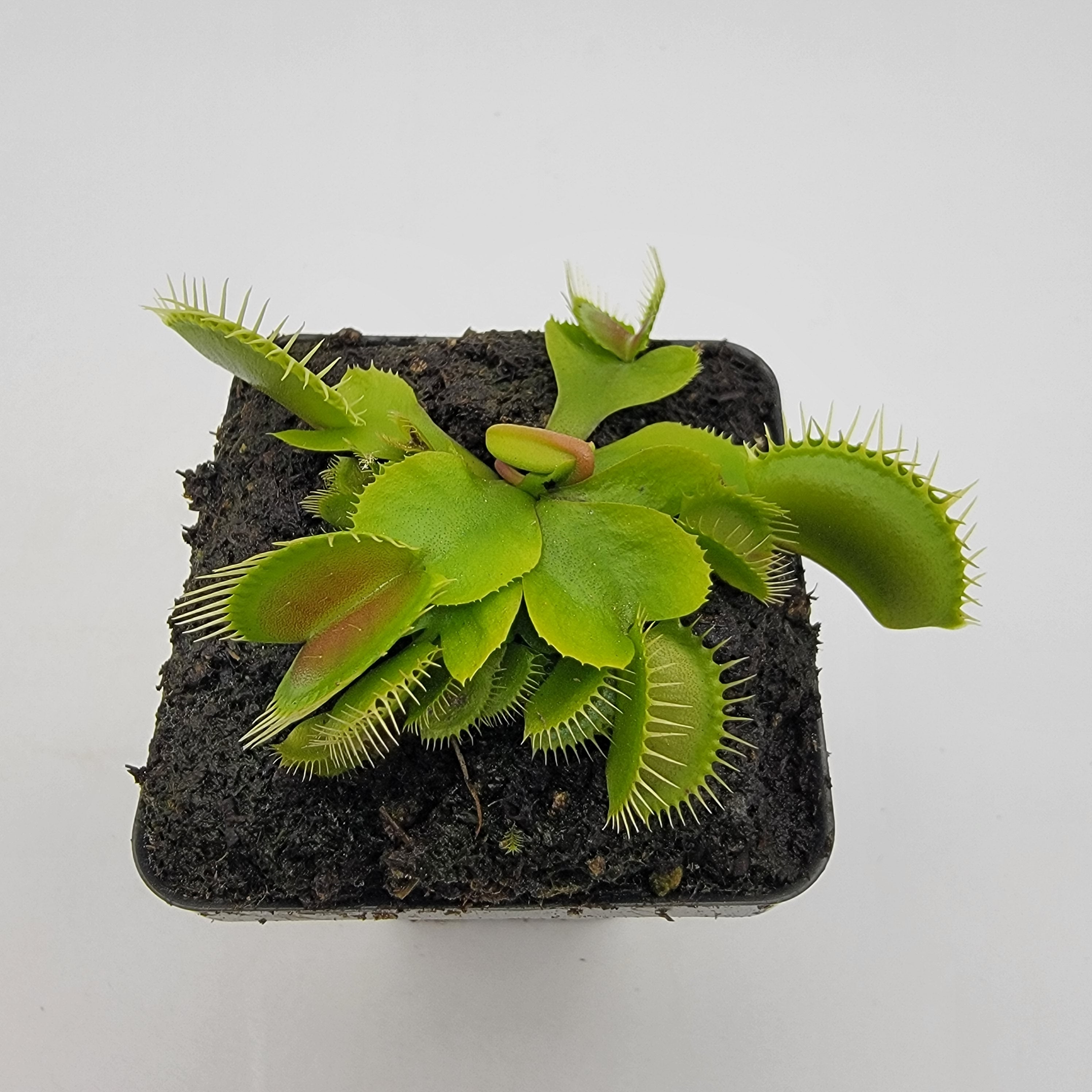Venus flytrap (Dionaea muscipula) 'DC-XL' - -Rainbow Carnivorous Plants LLC
