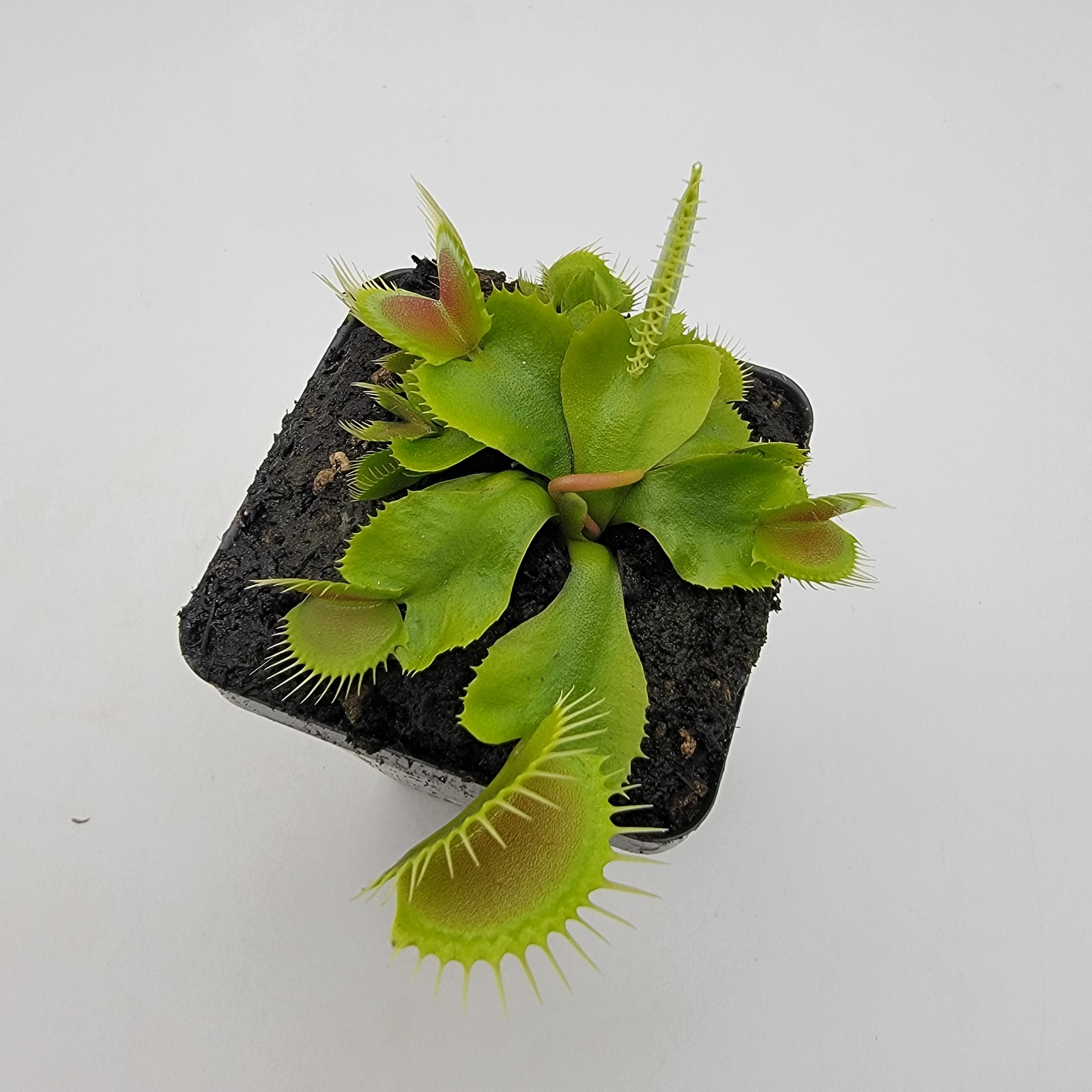 Venus flytrap (Dionaea muscipula) 'DC-XL' - -Rainbow Carnivorous Plants LLC