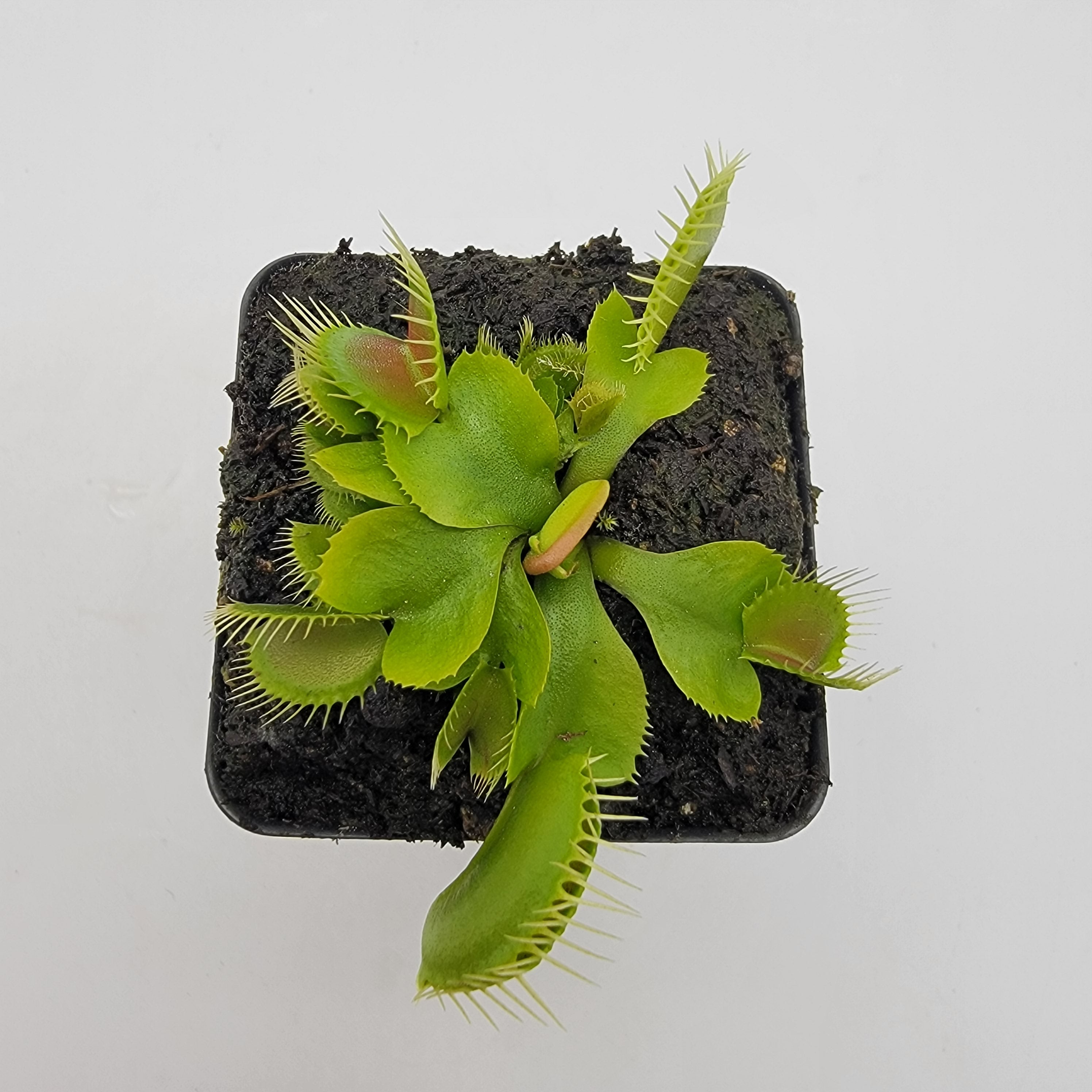 Venus flytrap (Dionaea muscipula) 'DC-XL' - -Rainbow Carnivorous Plants LLC