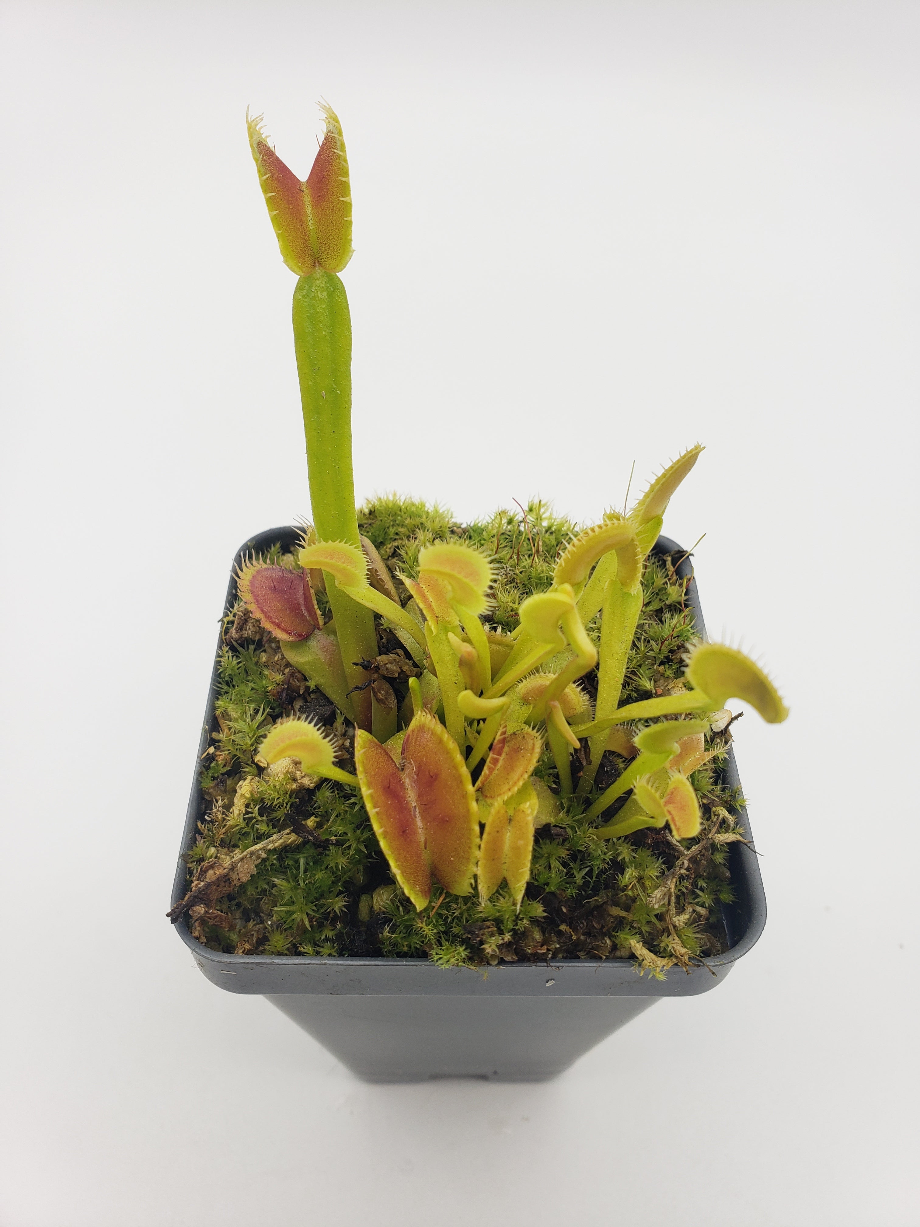 Venus flytrap (Dionaea muscipula) "Dente" - -Rainbow Carnivorous Plants LLC