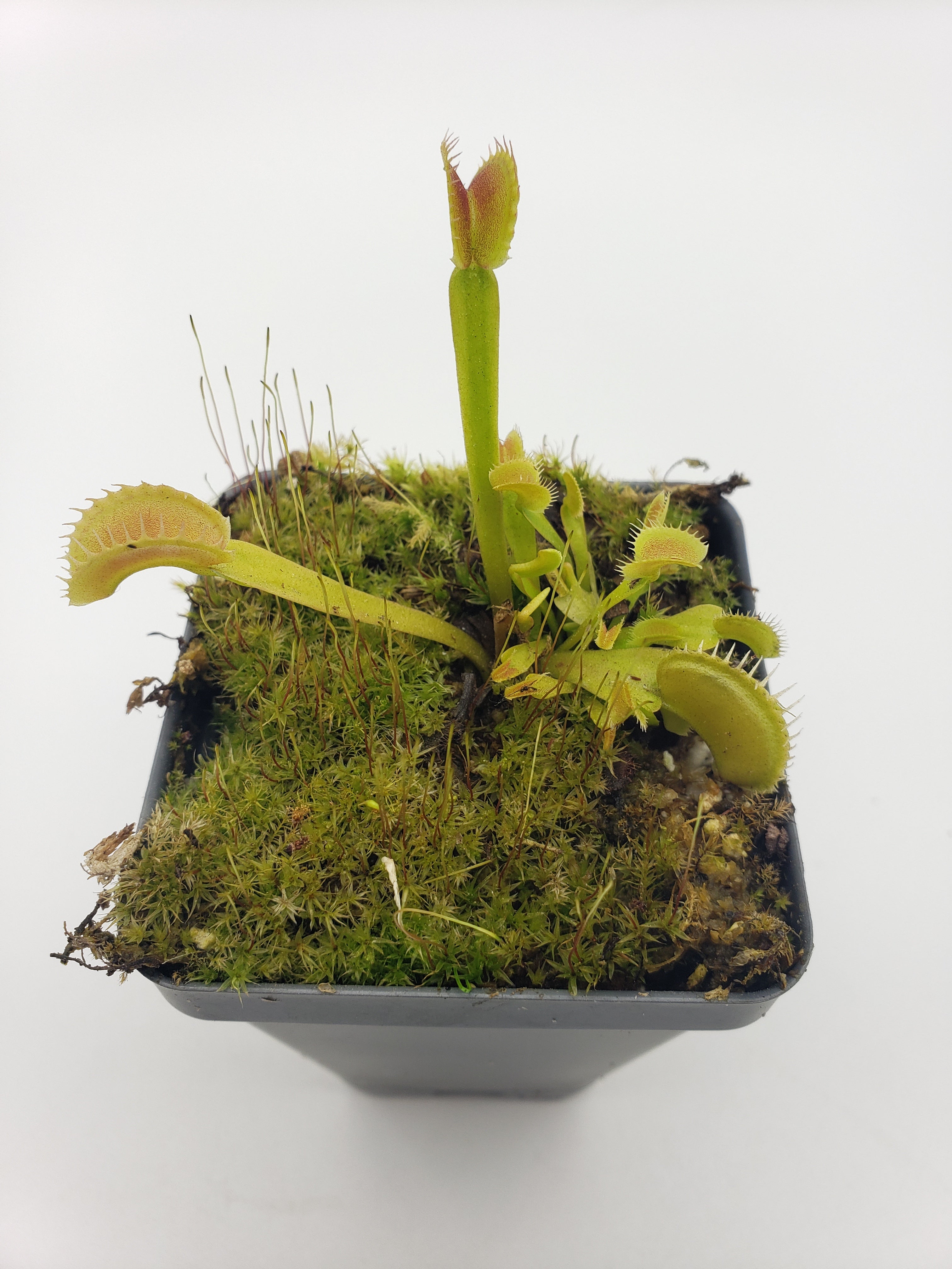 Venus flytrap (Dionaea muscipula) "Dente" - -Rainbow Carnivorous Plants LLC