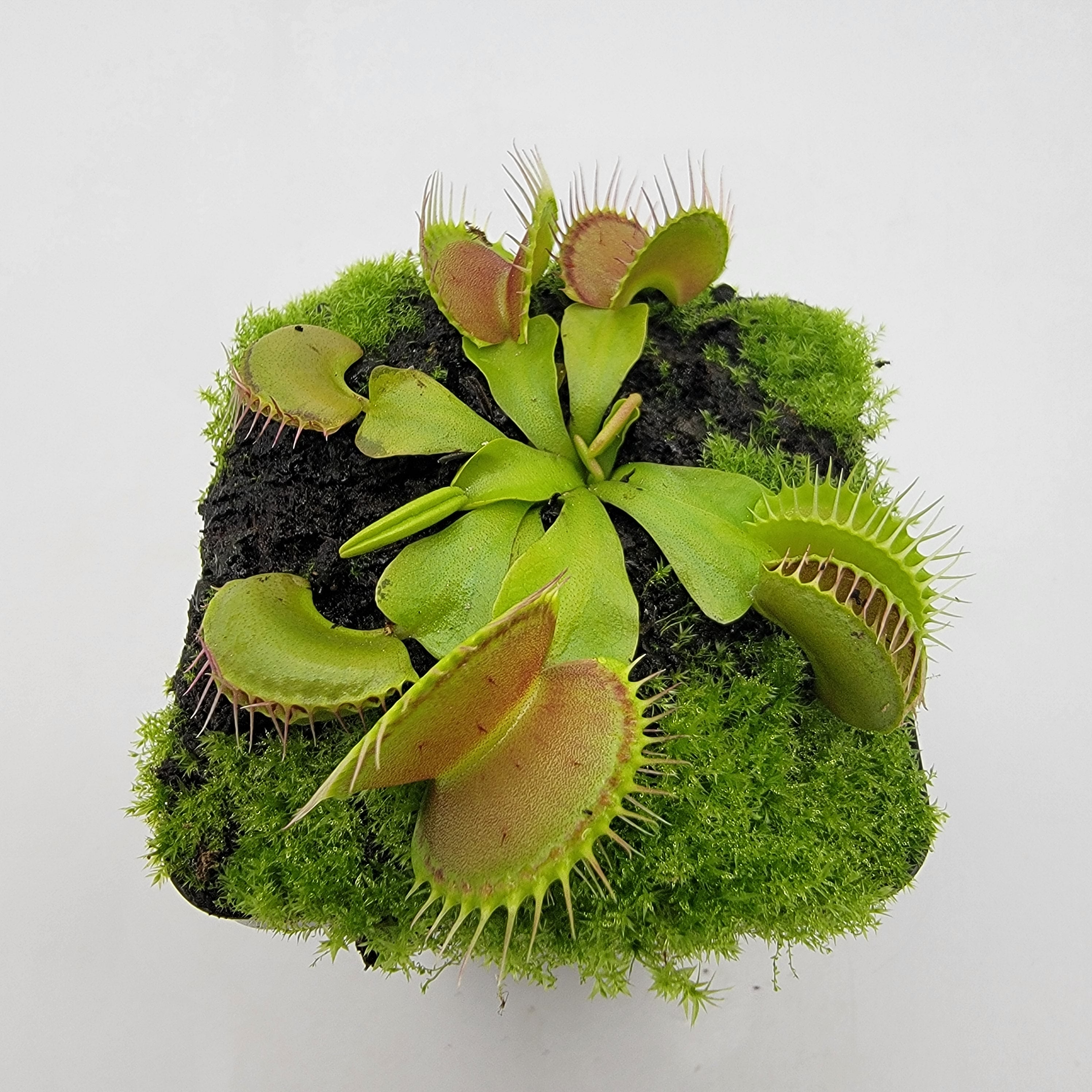 indoor carnivorous plants for sale Dionaea muscipula "Dingley Giant"