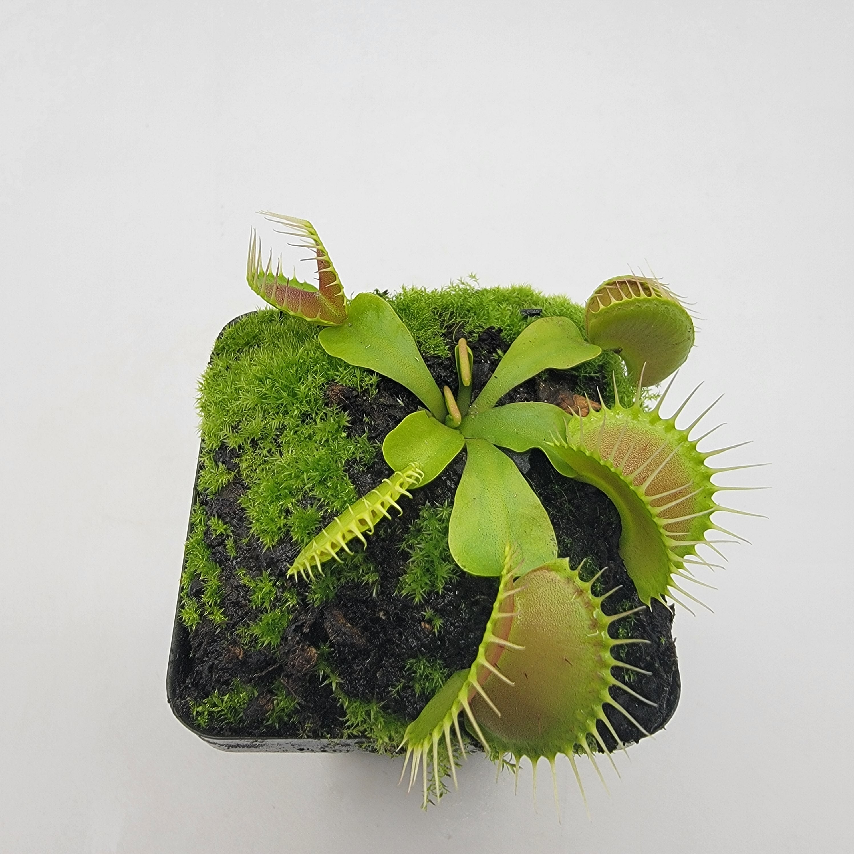 Venus flytrap (Dionaea muscipula) "Dingley Giant" - -Rainbow Carnivorous Plants LLC