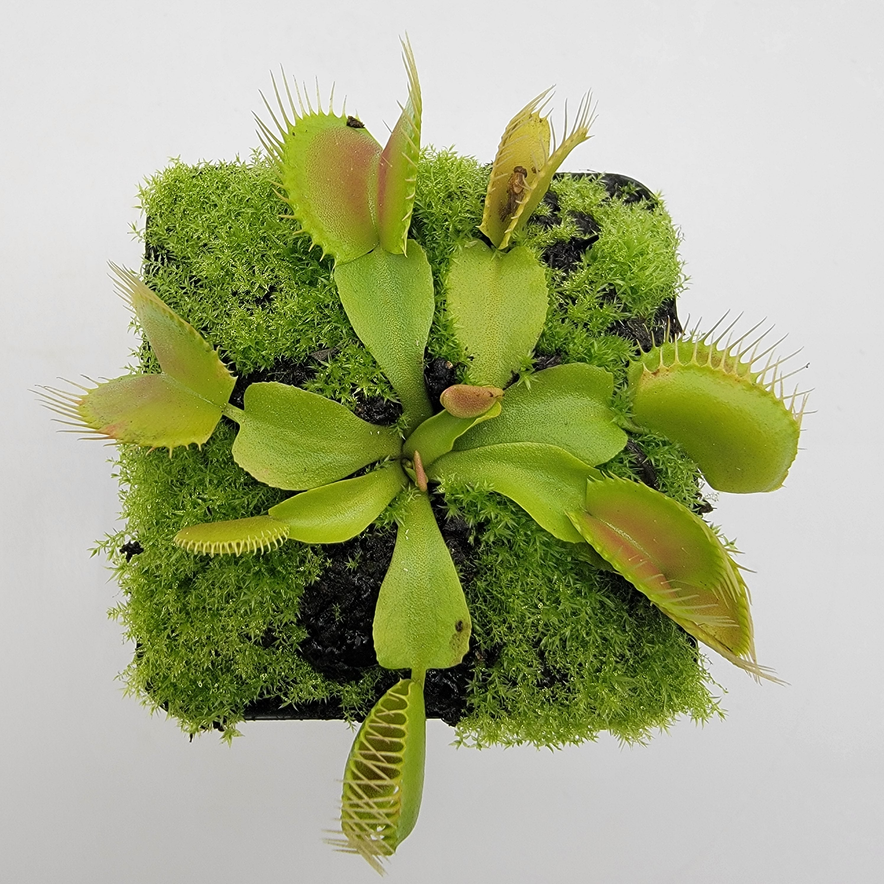Venus flytrap (Dionaea muscipula) "Dingley Giant" - -Rainbow Carnivorous Plants LLC