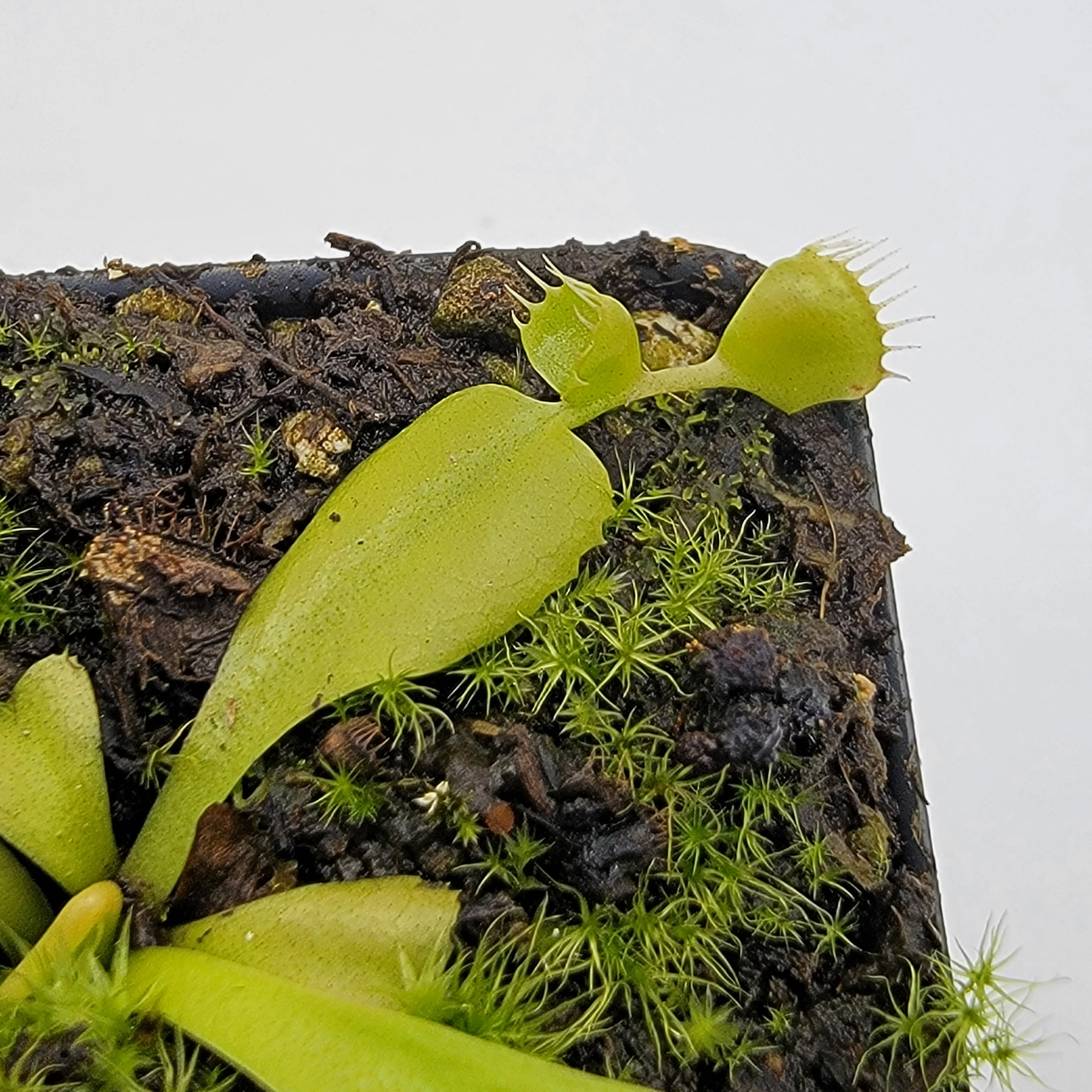Venus flytrap (Dionaea muscipula) 'Double Trouble' - -Rainbow Carnivorous Plants LLC
