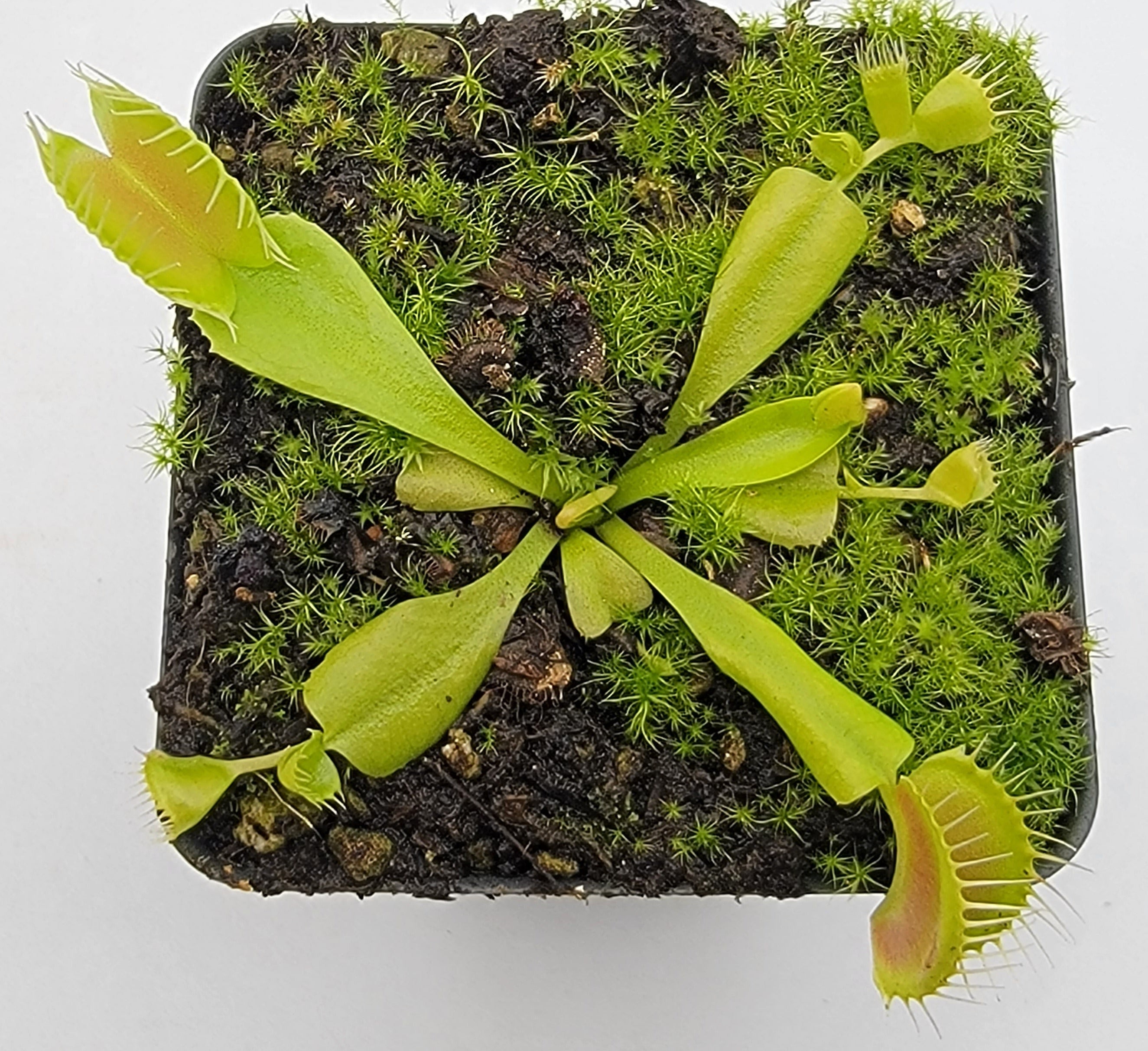 Venus flytrap (Dionaea muscipula) 'Double Trouble' - -Rainbow Carnivorous Plants LLC