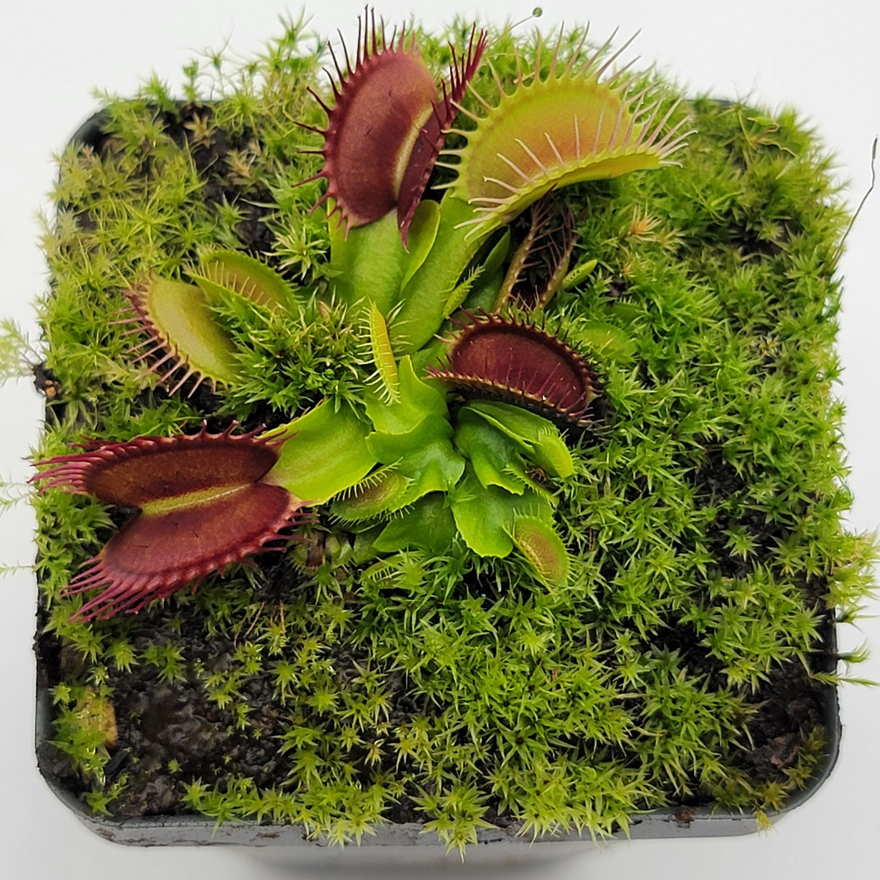 Venus flytrap (Dionaea muscipula) 'Fangzahn' - -Rainbow Carnivorous Plants LLC