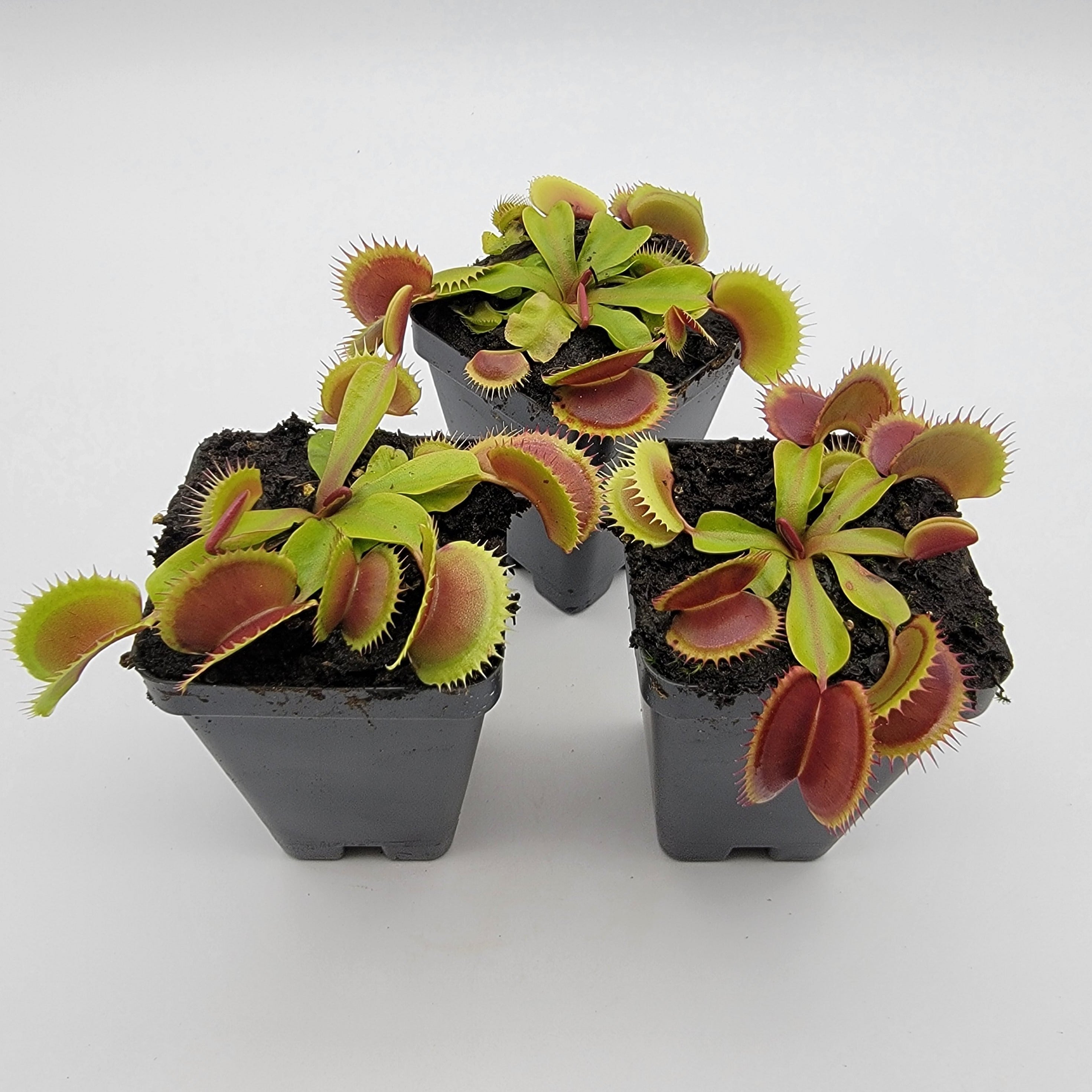 Venus flytrap (Dionaea muscipula) 'FTS Flaming Lips' - -Rainbow Carnivorous Plants LLC