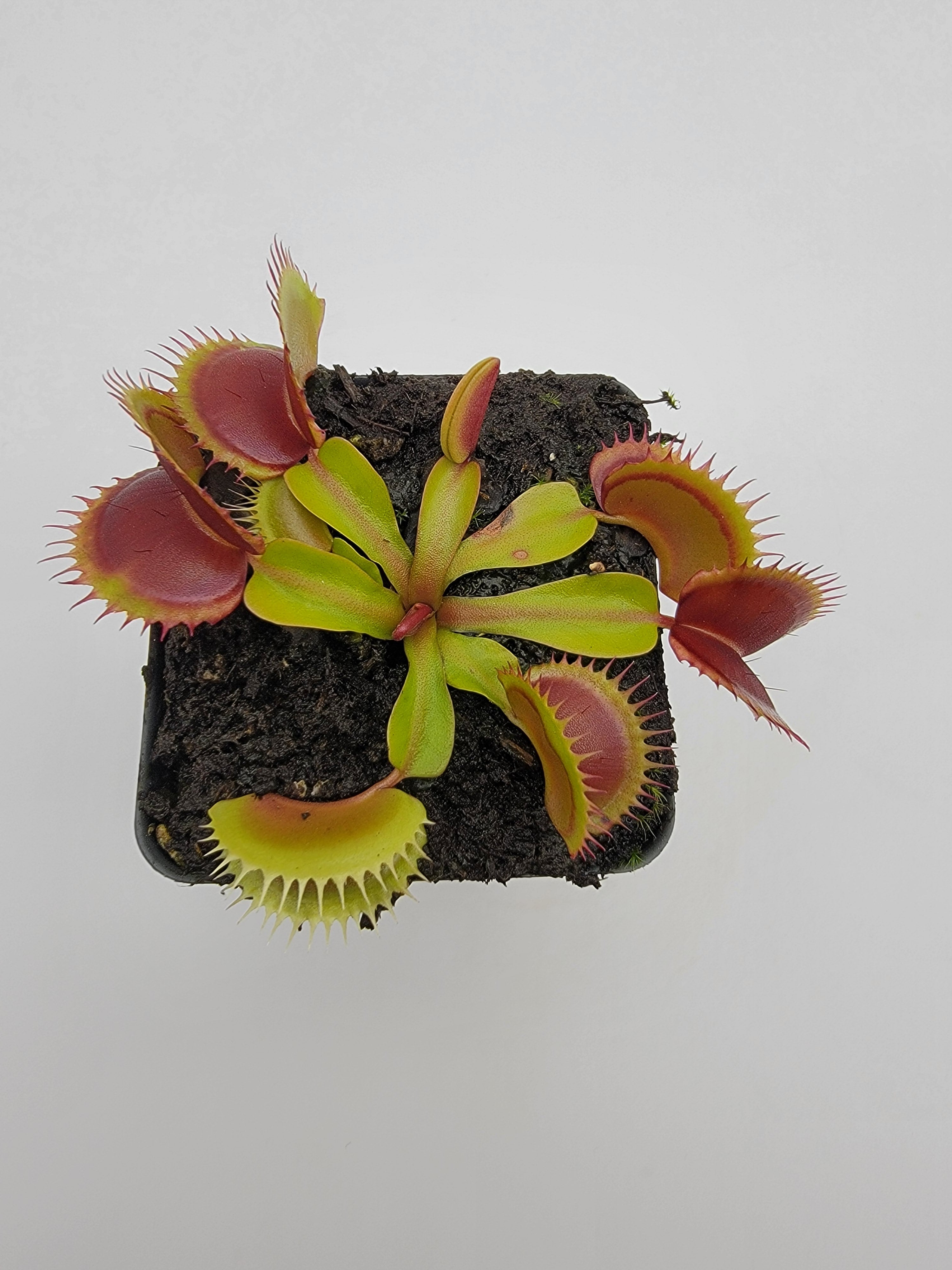 Venus flytrap (Dionaea muscipula) 'FTS Flaming Lips' - -Rainbow Carnivorous Plants LLC