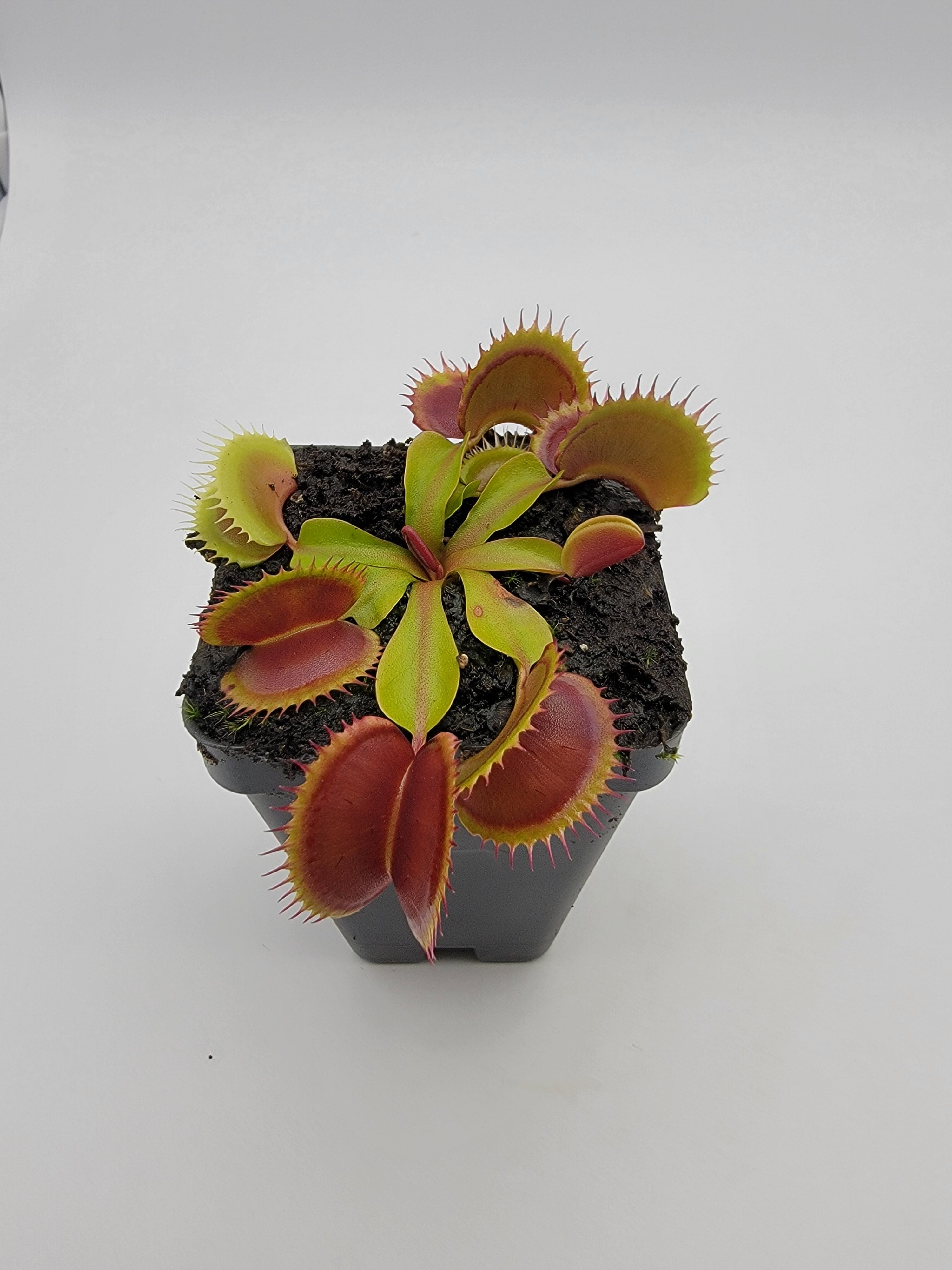 Venus flytrap (Dionaea muscipula) 'FTS Flaming Lips' - -Rainbow Carnivorous Plants LLC