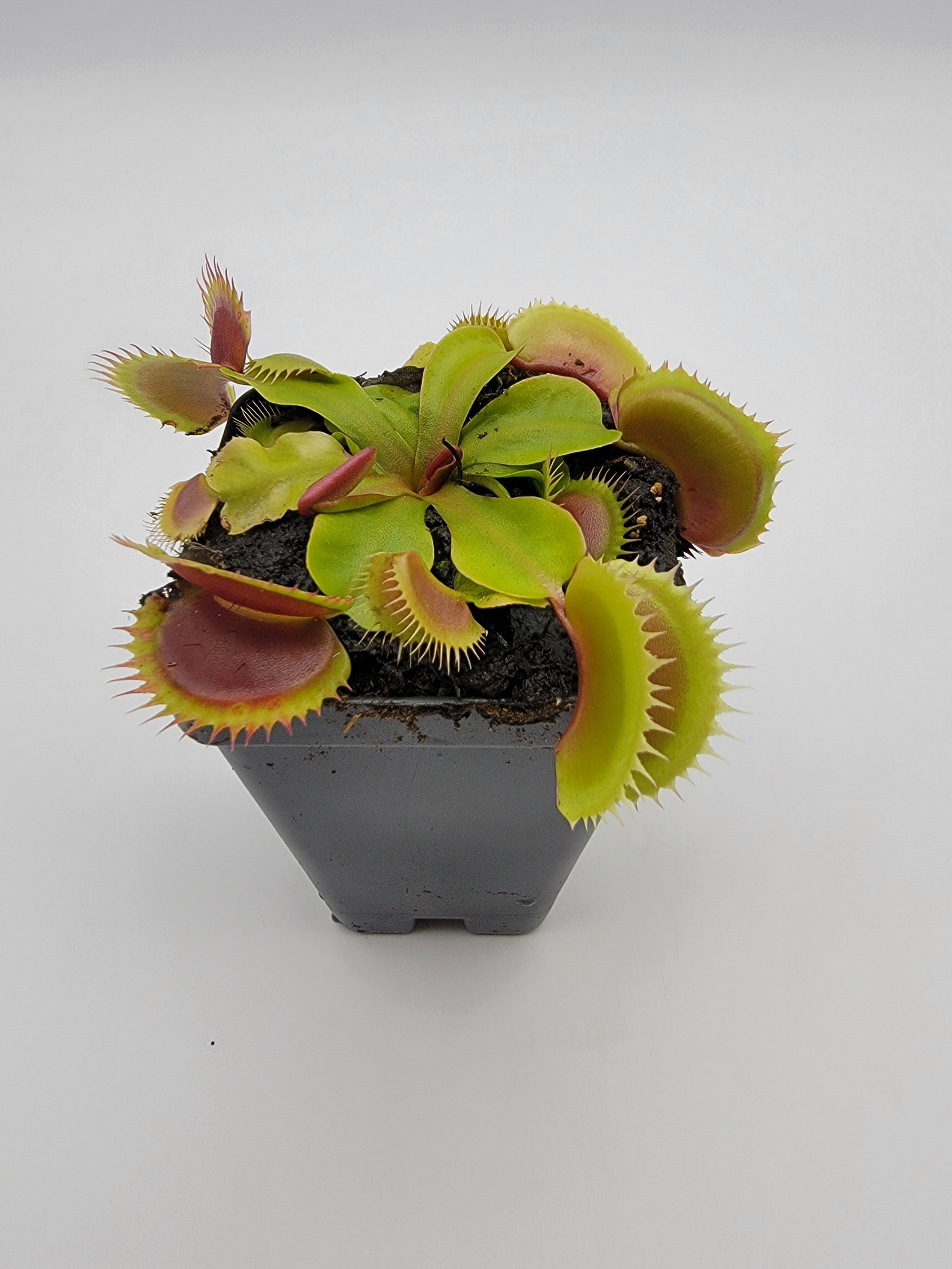 Venus flytrap (Dionaea muscipula) 'FTS Flaming Lips' - -Rainbow Carnivorous Plants LLC
