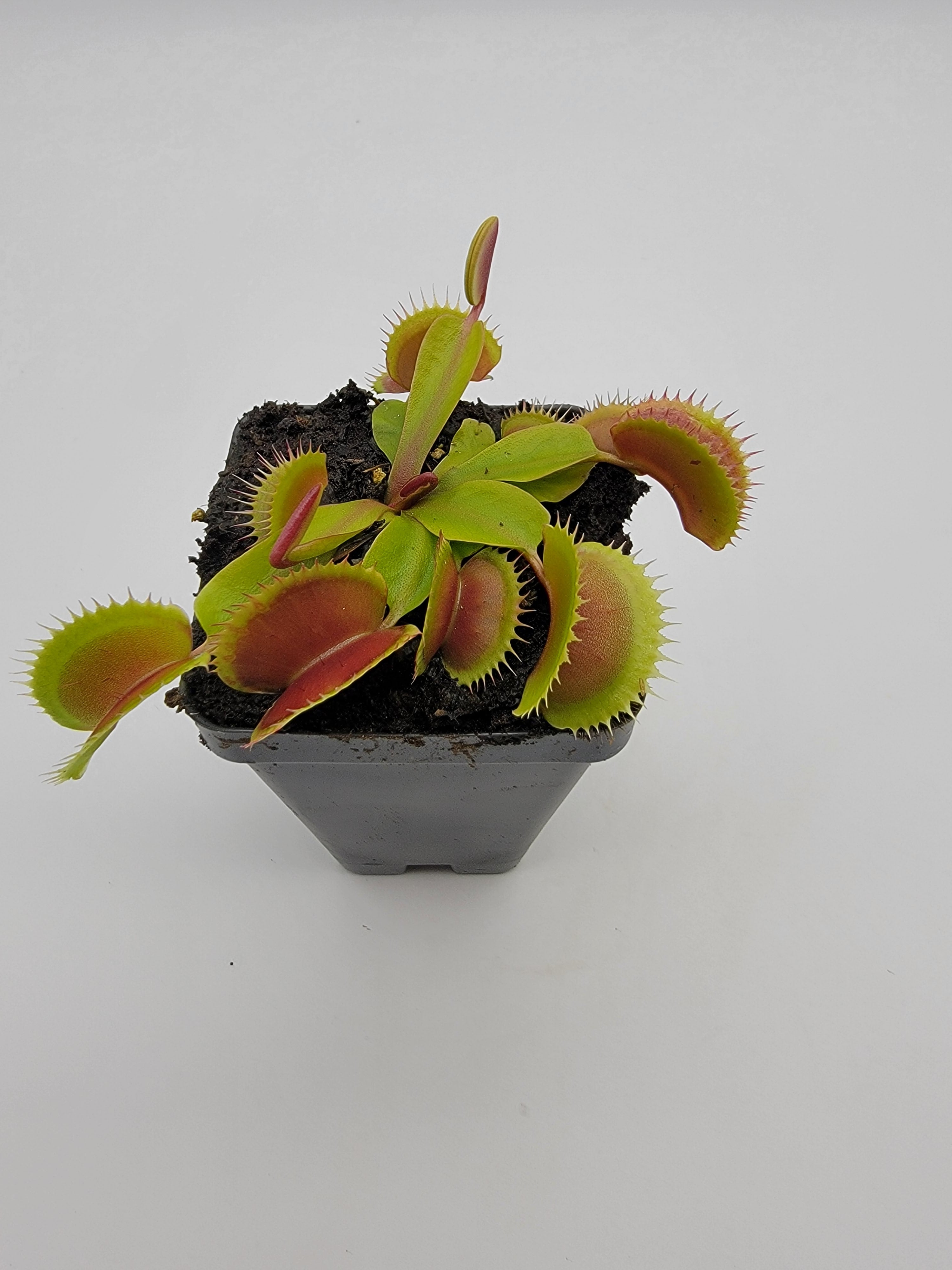 Venus flytrap (Dionaea muscipula) 'FTS Flaming Lips' - -Rainbow Carnivorous Plants LLC